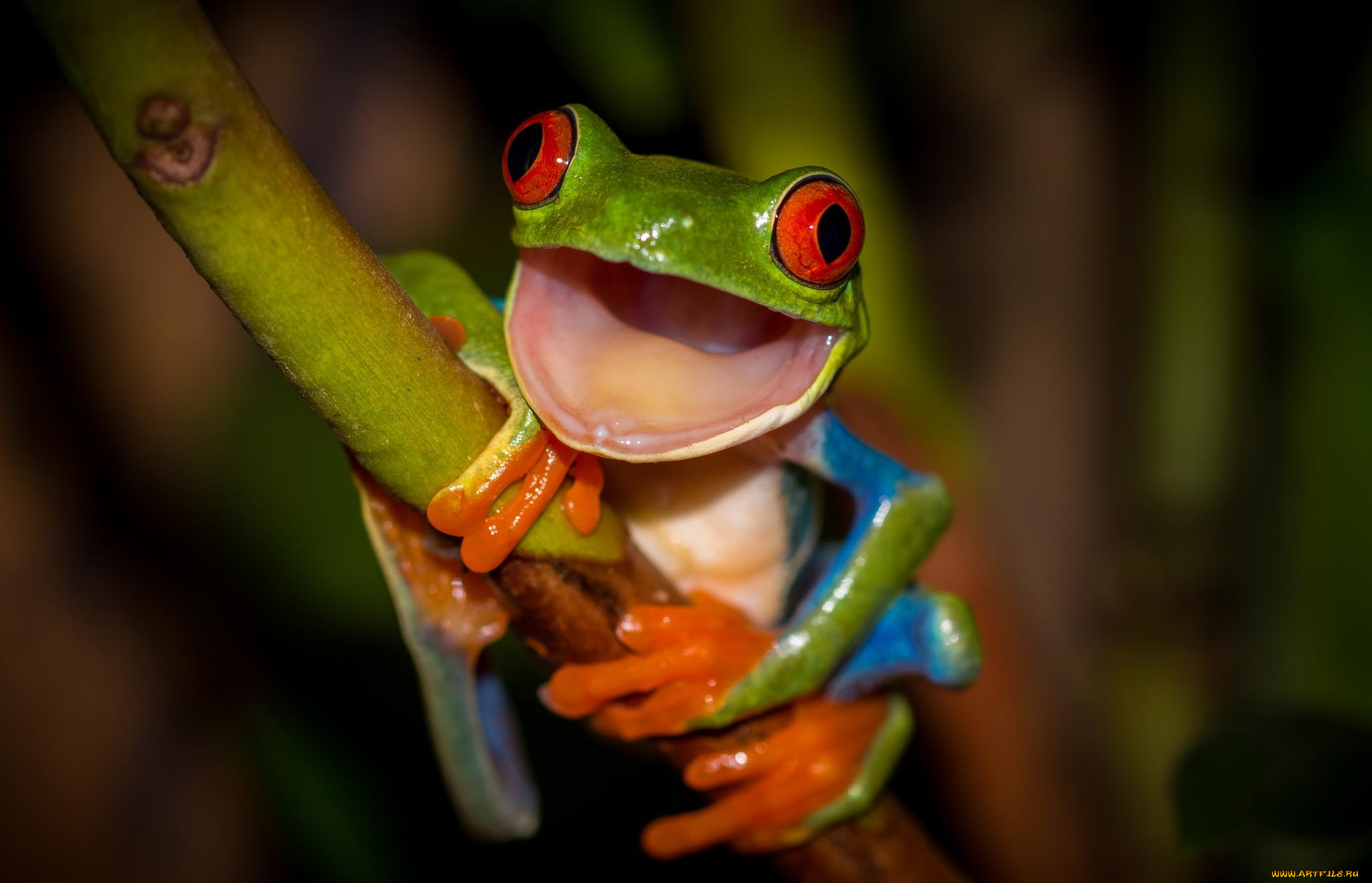 животные, лягушки, frog, beauty, древесная, разноцветная, красные, глаза, стебель, лягушка, зеленая, orange, colourfull, red, eyes, hd, привет, рот, лапки, оранжевые