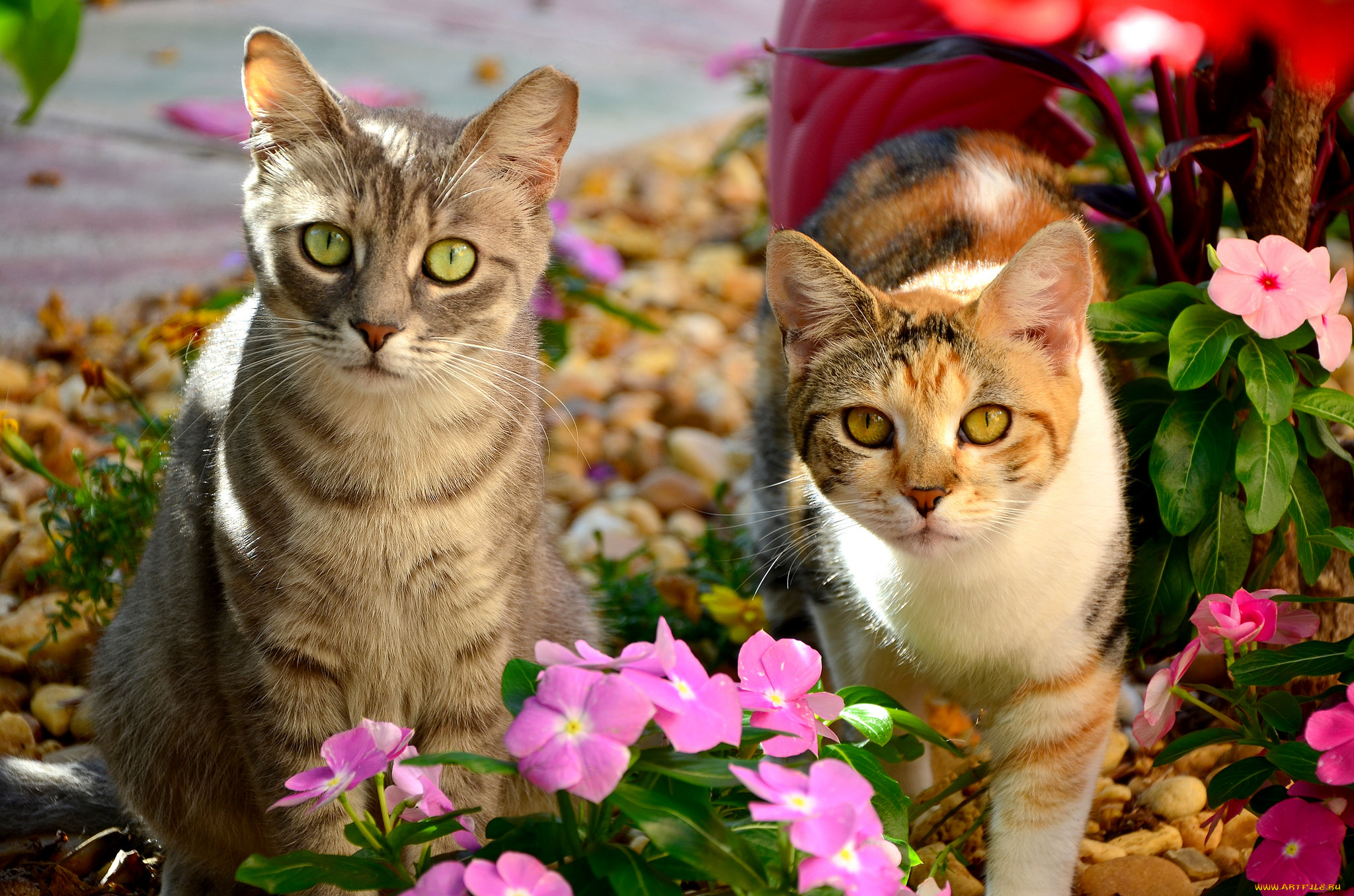 животные, коты, цветы, пара, коте, кошки