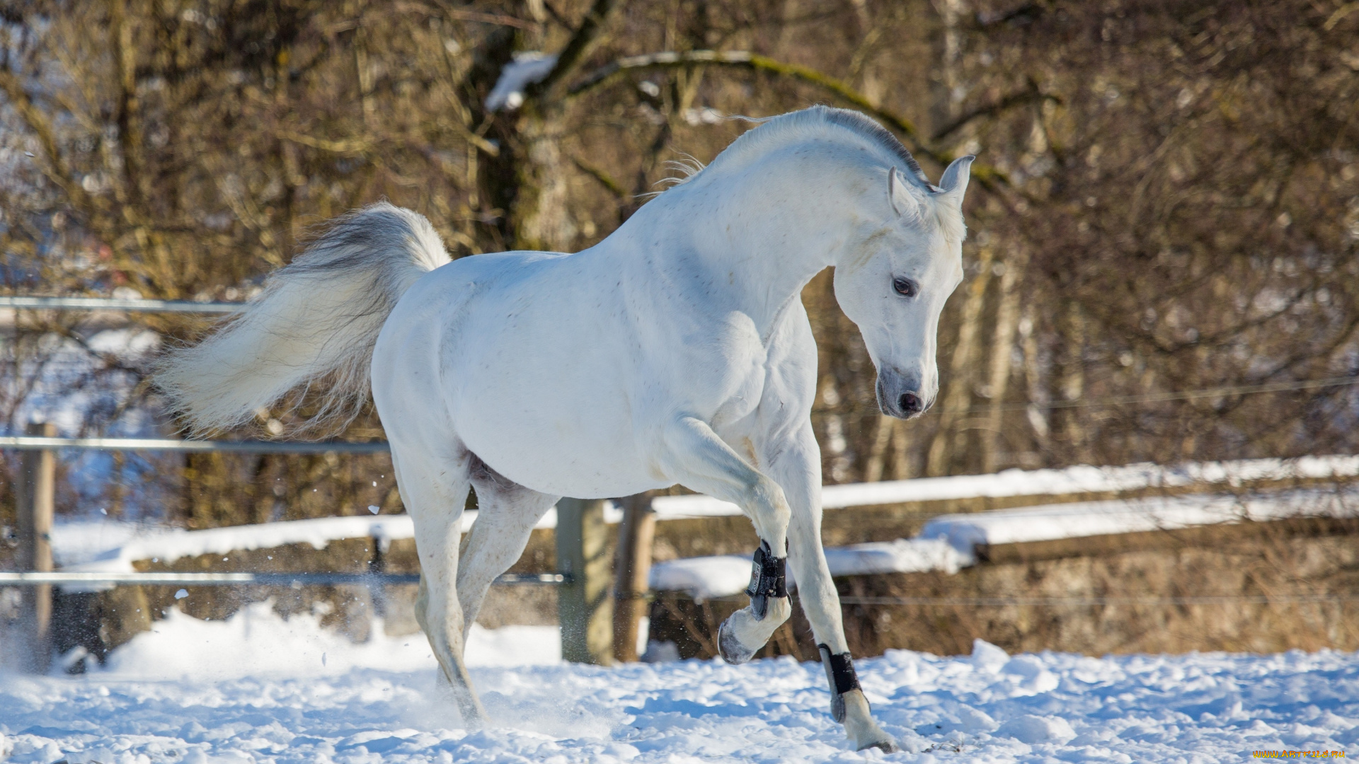 автор, , oliverseitz, животные, лошади, конь, белый, движение, грация, поза, игривый, красавец, зима, снег, загон