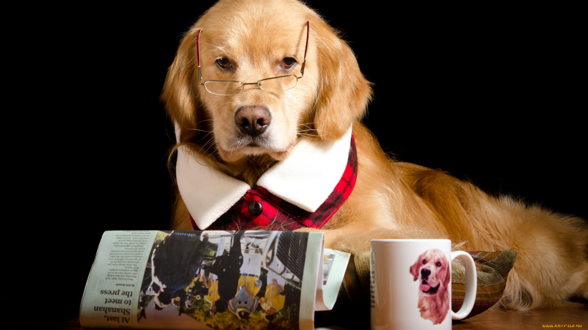 юмор, и, приколы, очки, газета, чашка, собака