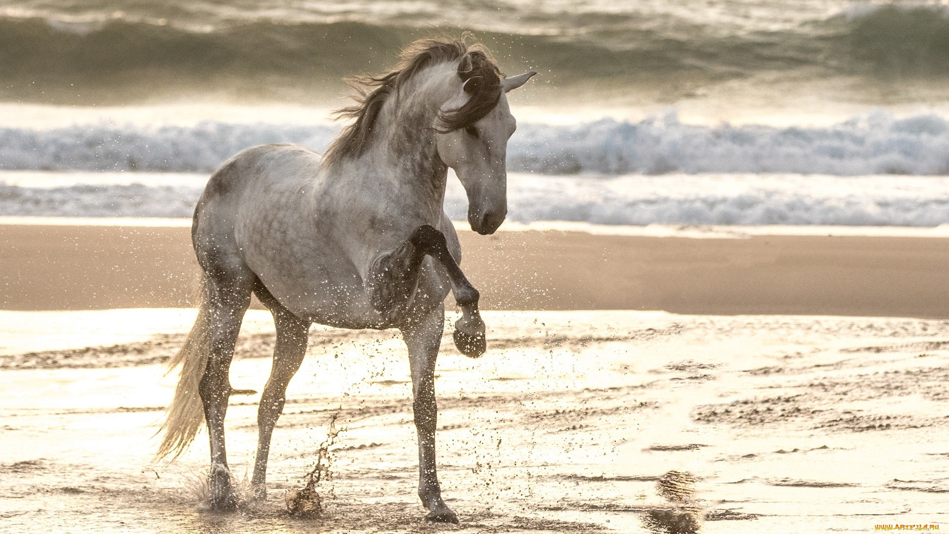 животные, лошади, конь, серый, грация, поза, позирует, брызги, берег, свет, волны