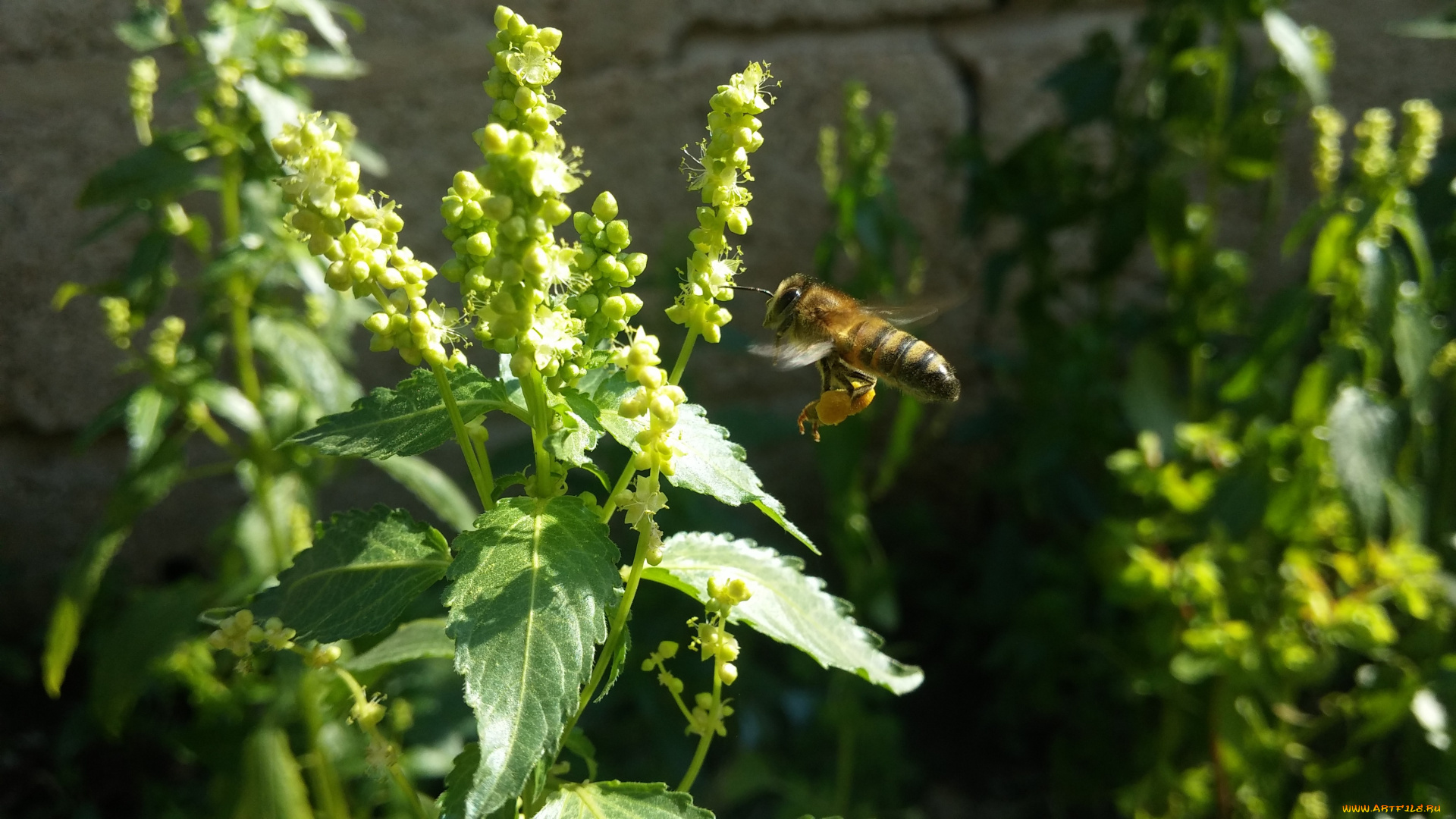 животные, пчелы, , осы, , шмели, пчела, садится, на, зеленое, растение