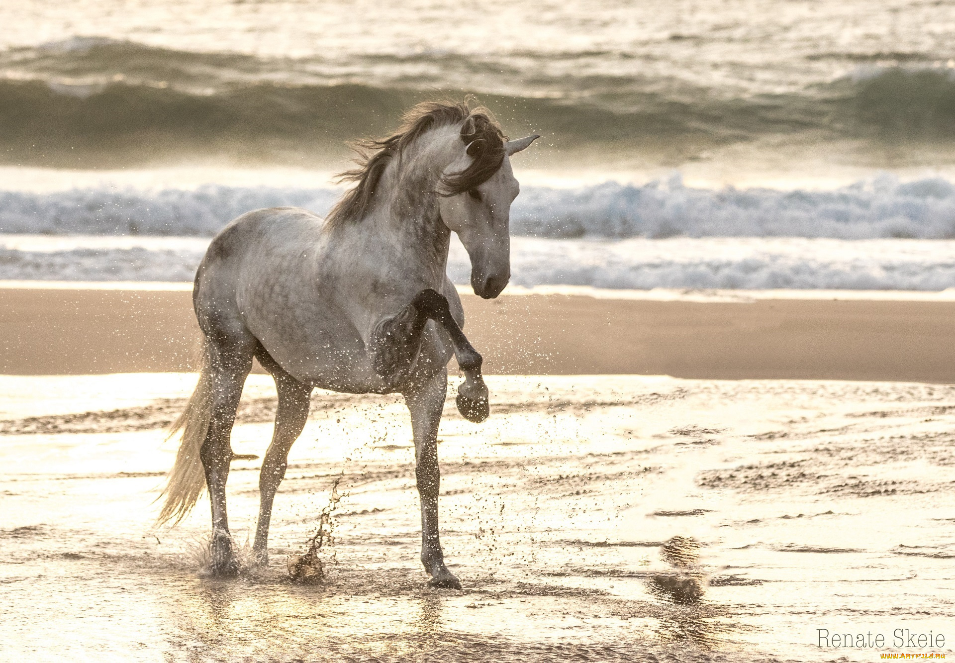 животные, лошади, конь, серый, грация, поза, позирует, брызги, берег, свет, волны