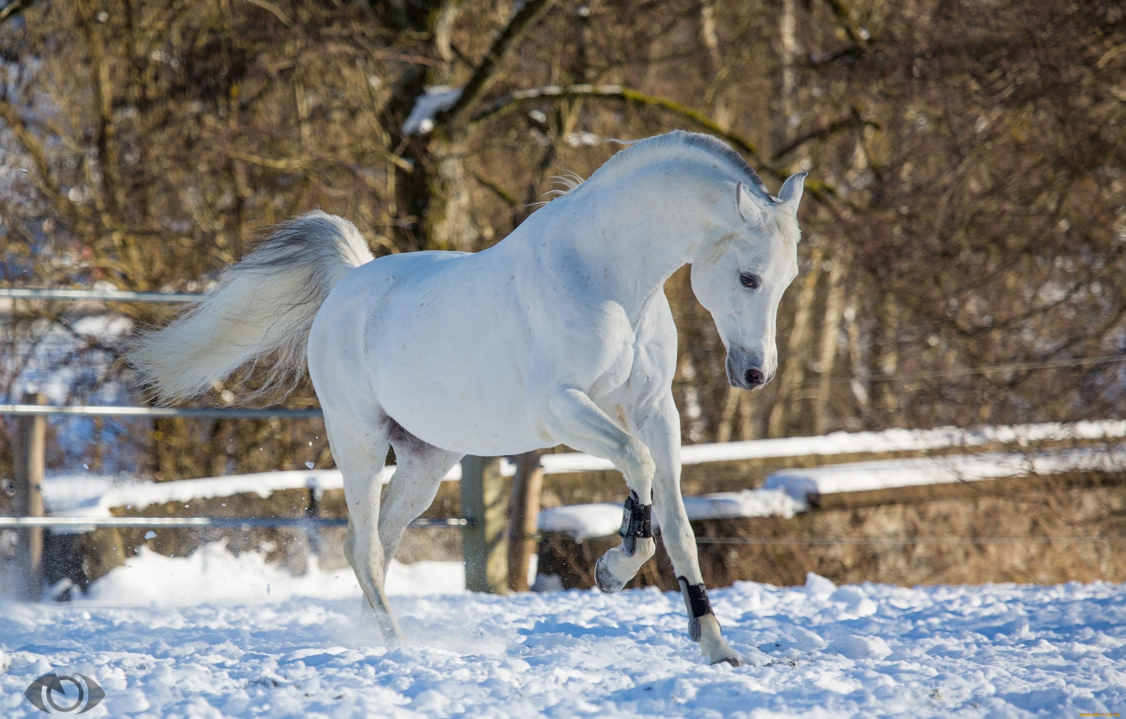 автор, , oliverseitz, животные, лошади, конь, белый, движение, грация, поза, игривый, красавец, зима, снег, загон