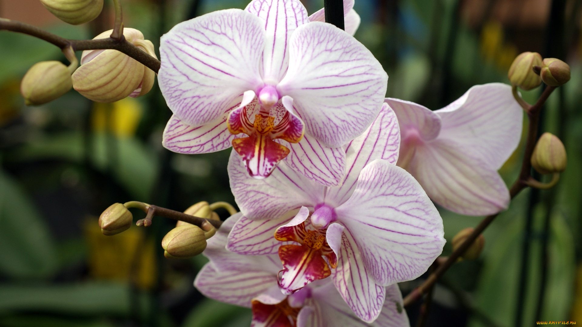 цветы, орхидеи, фаленопсис, белые