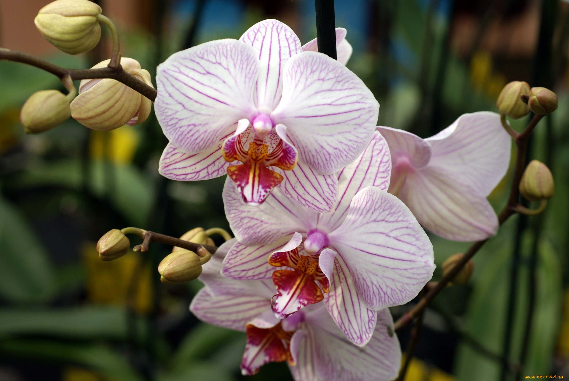 цветы, орхидеи, фаленопсис, белые