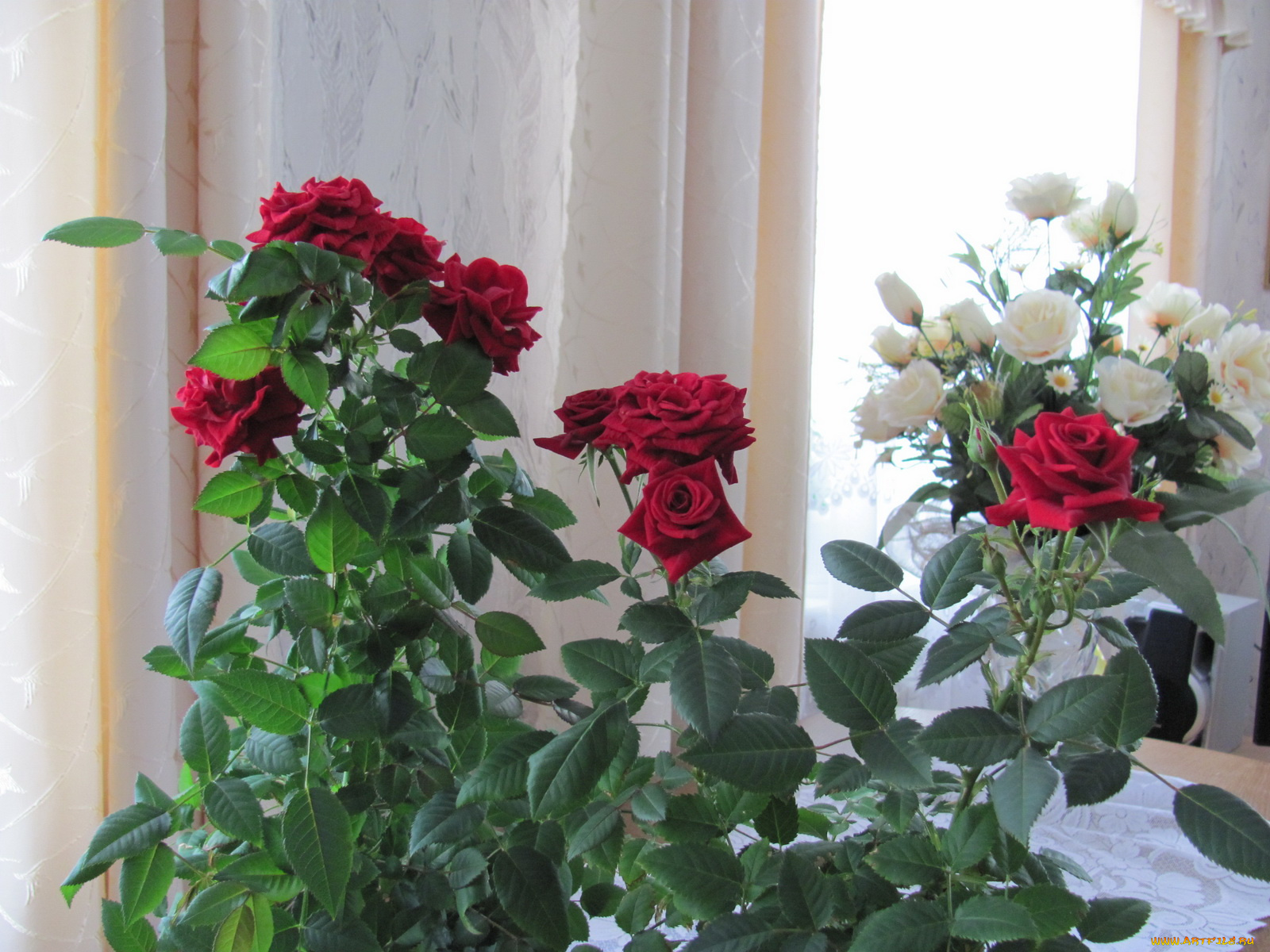 комнатная, роза, цветы, розы