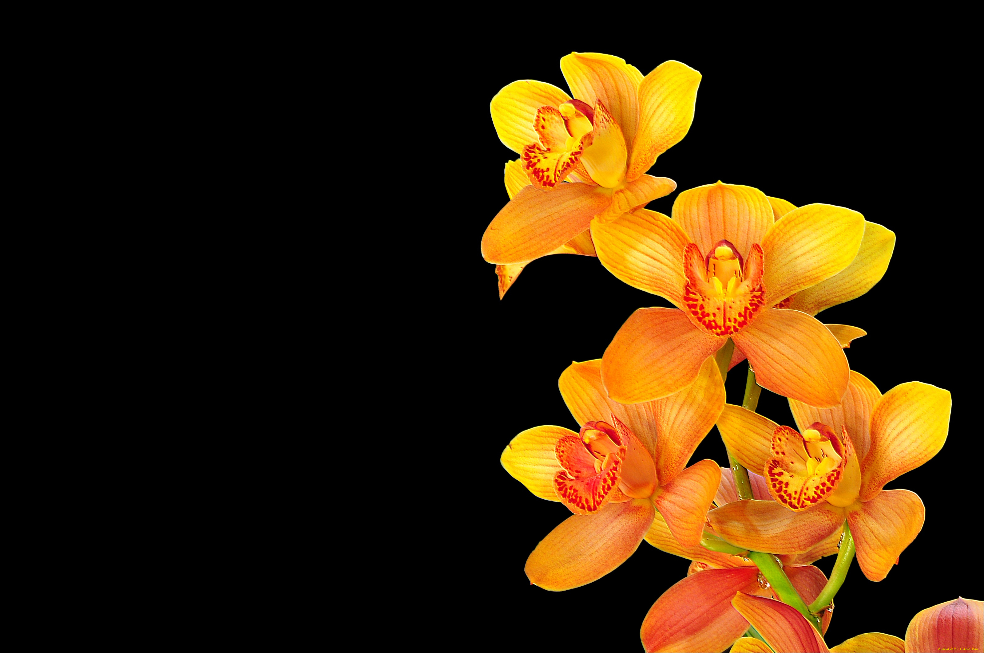 цветы, орхидеи, взгляд, шторы, ветка, оранжевый