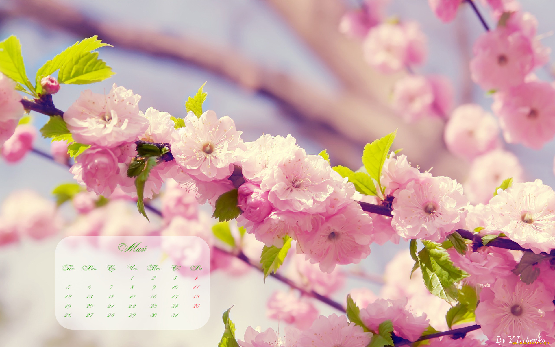 календари, цветы, сакура