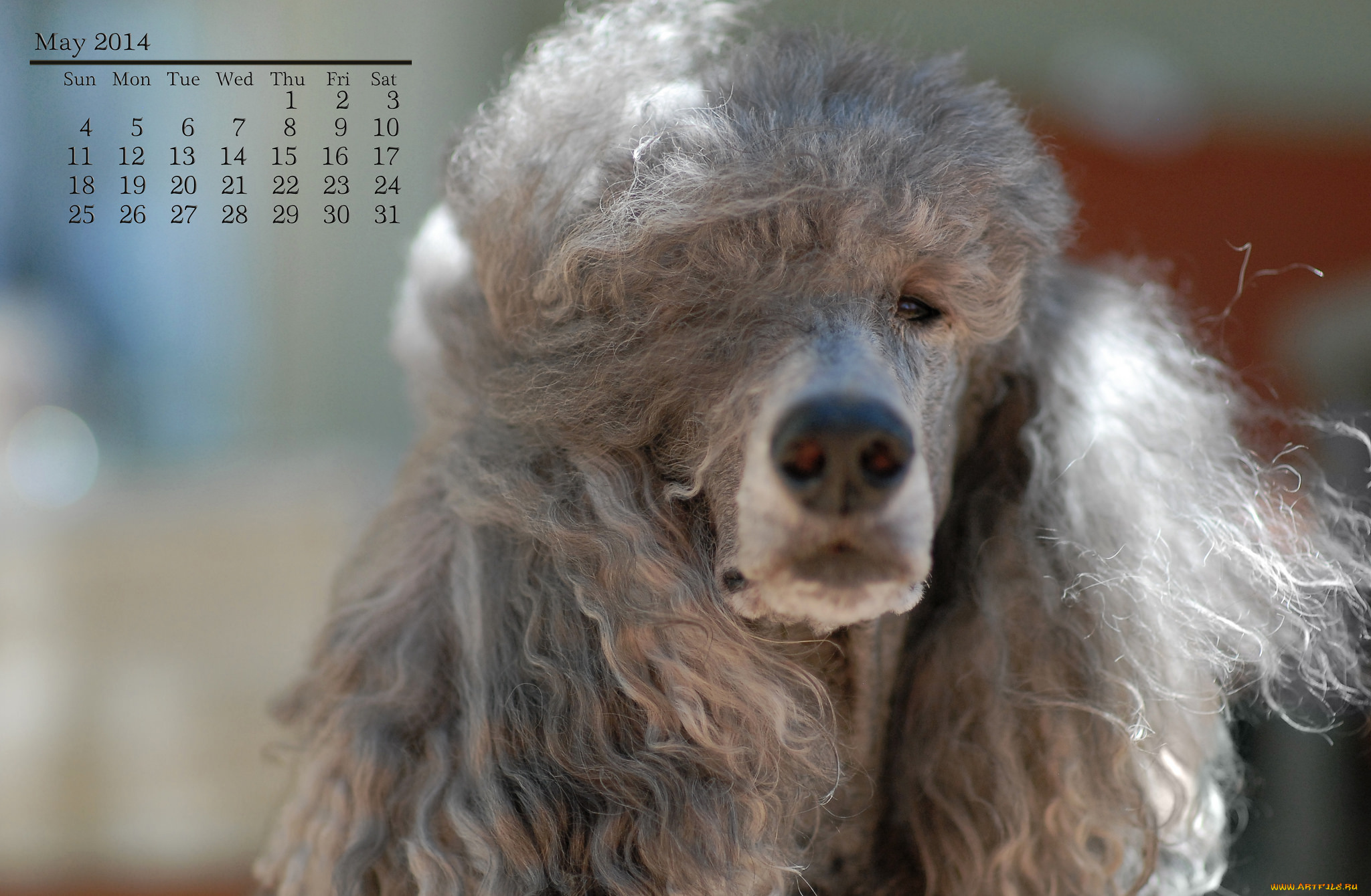 календари, животные, собака, пудель, май