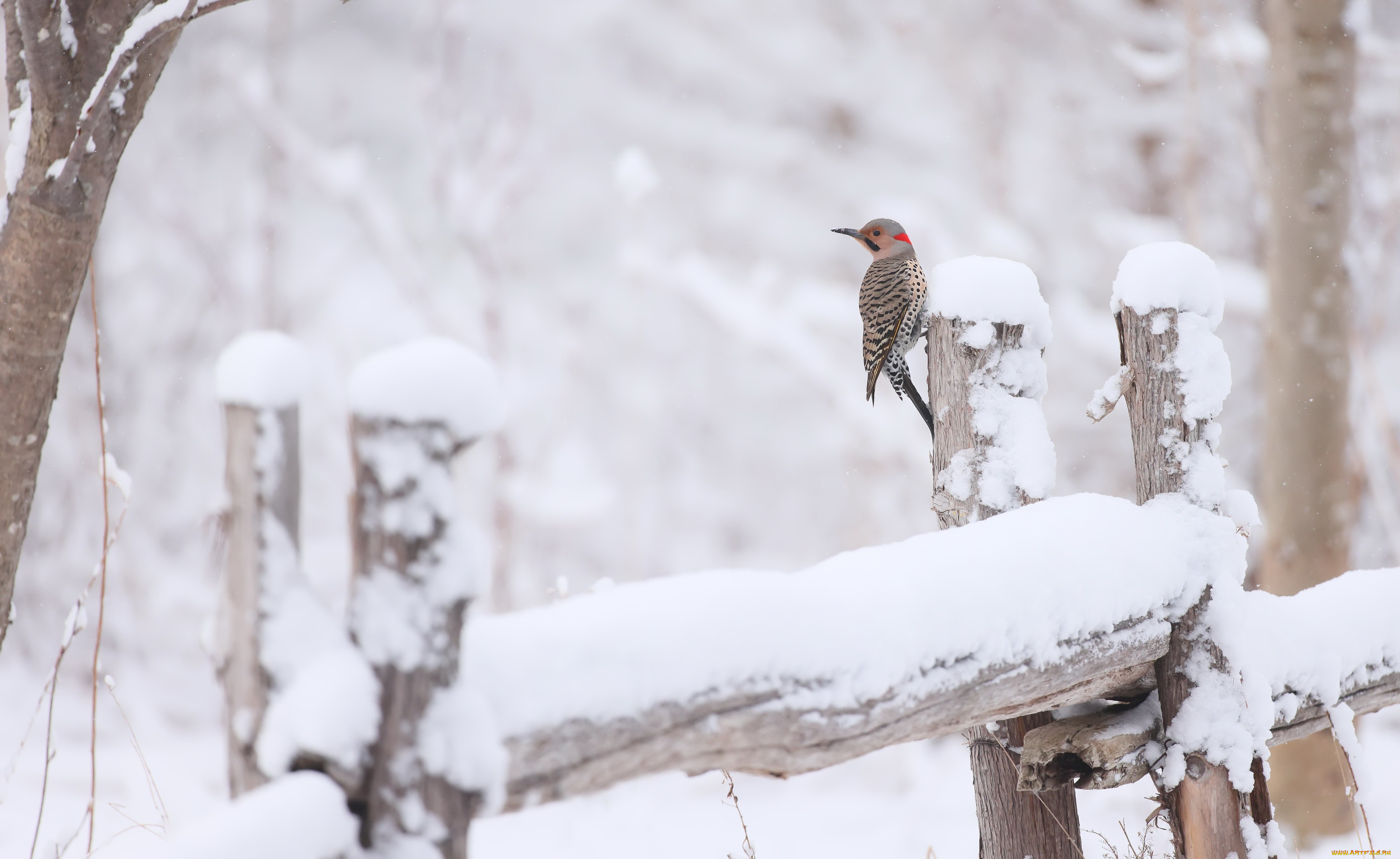 животные, птицы, снег, птица, зима, на, открытом, воздухе