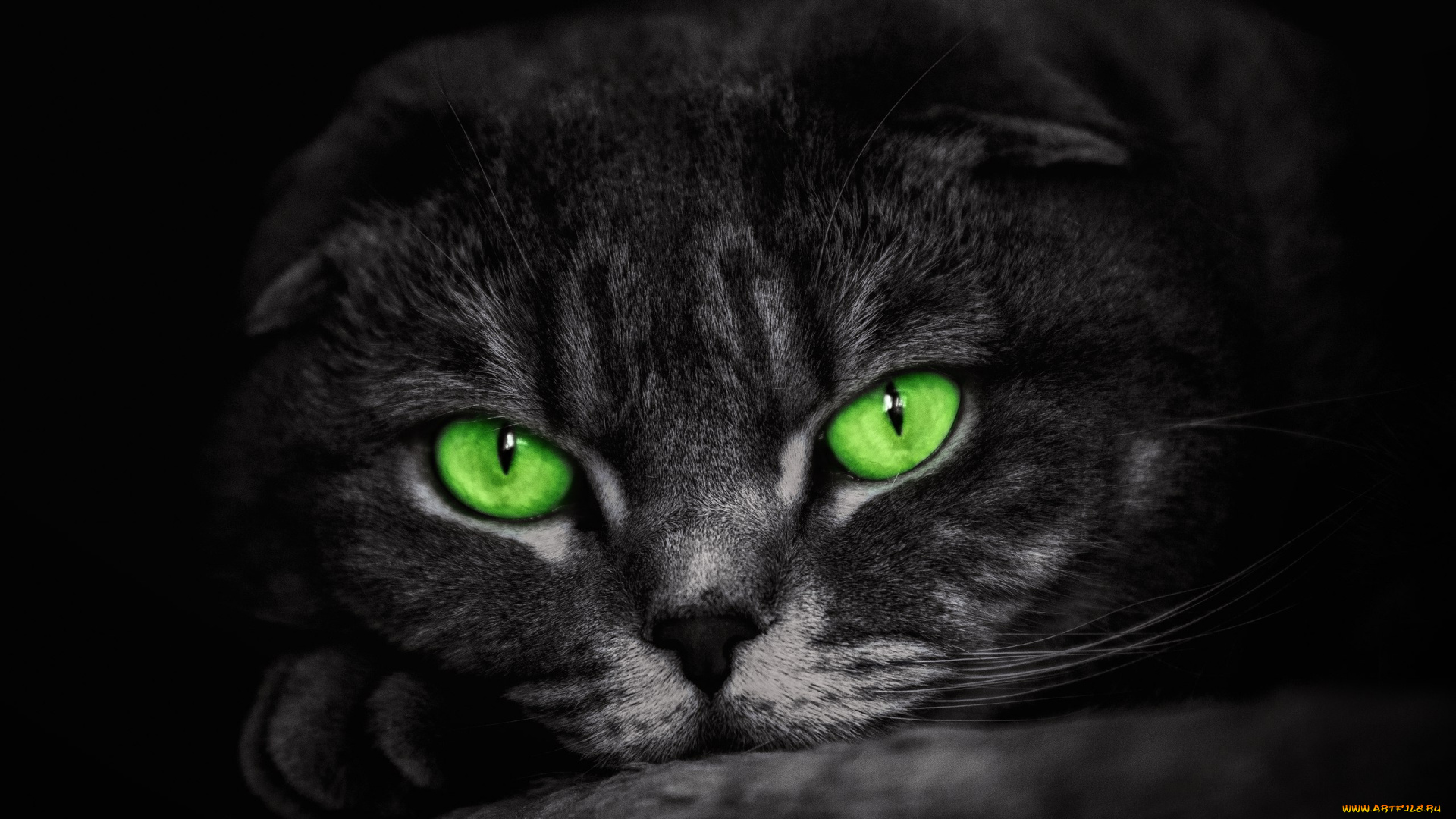 животные, коты, зеленые, глаза