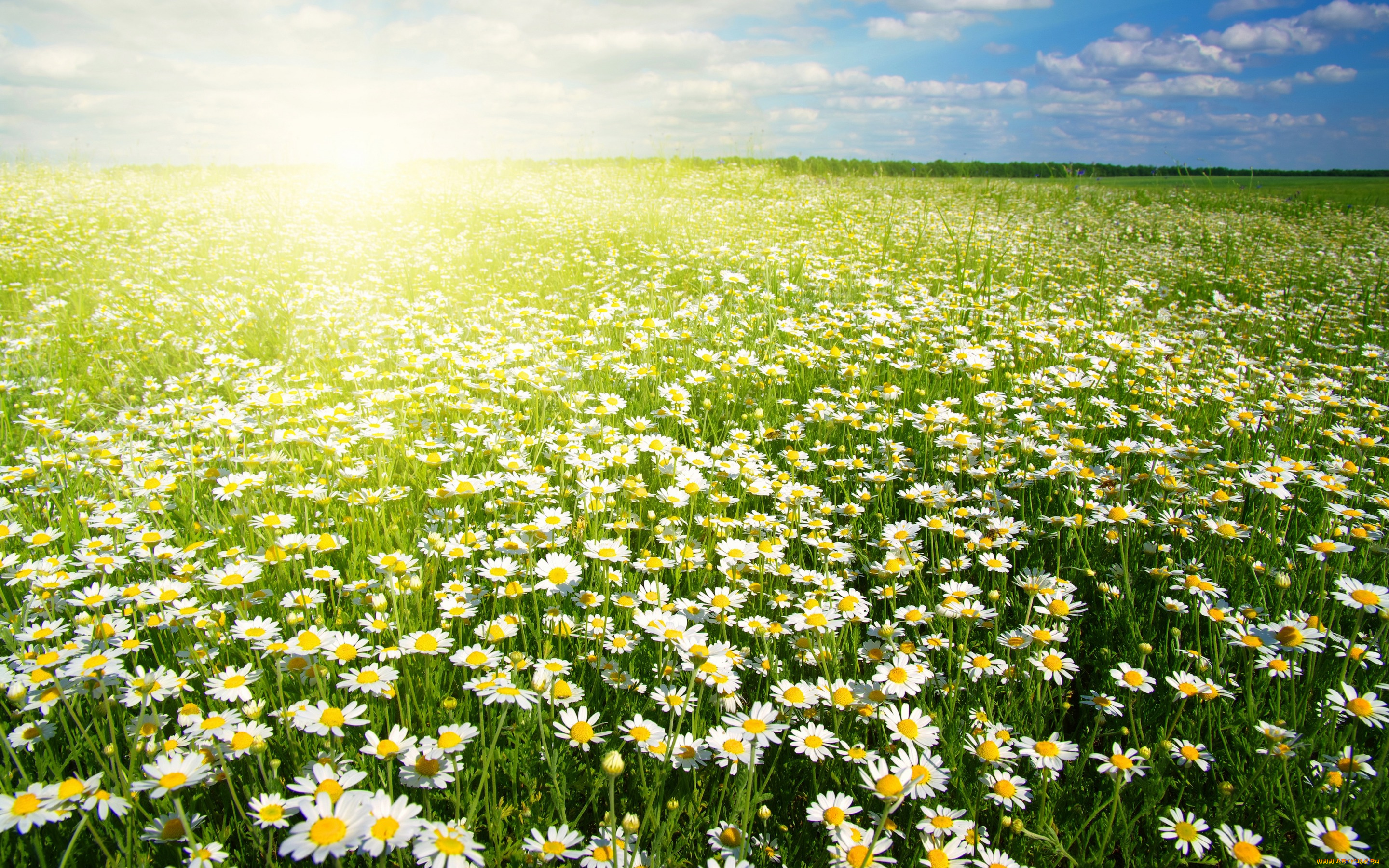 цветы, ромашки, поле, солнце