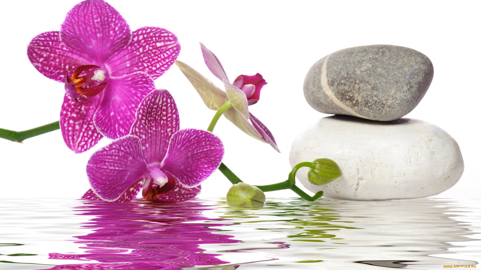 цветы, орхидеи, вода, орхидея, спа, камни