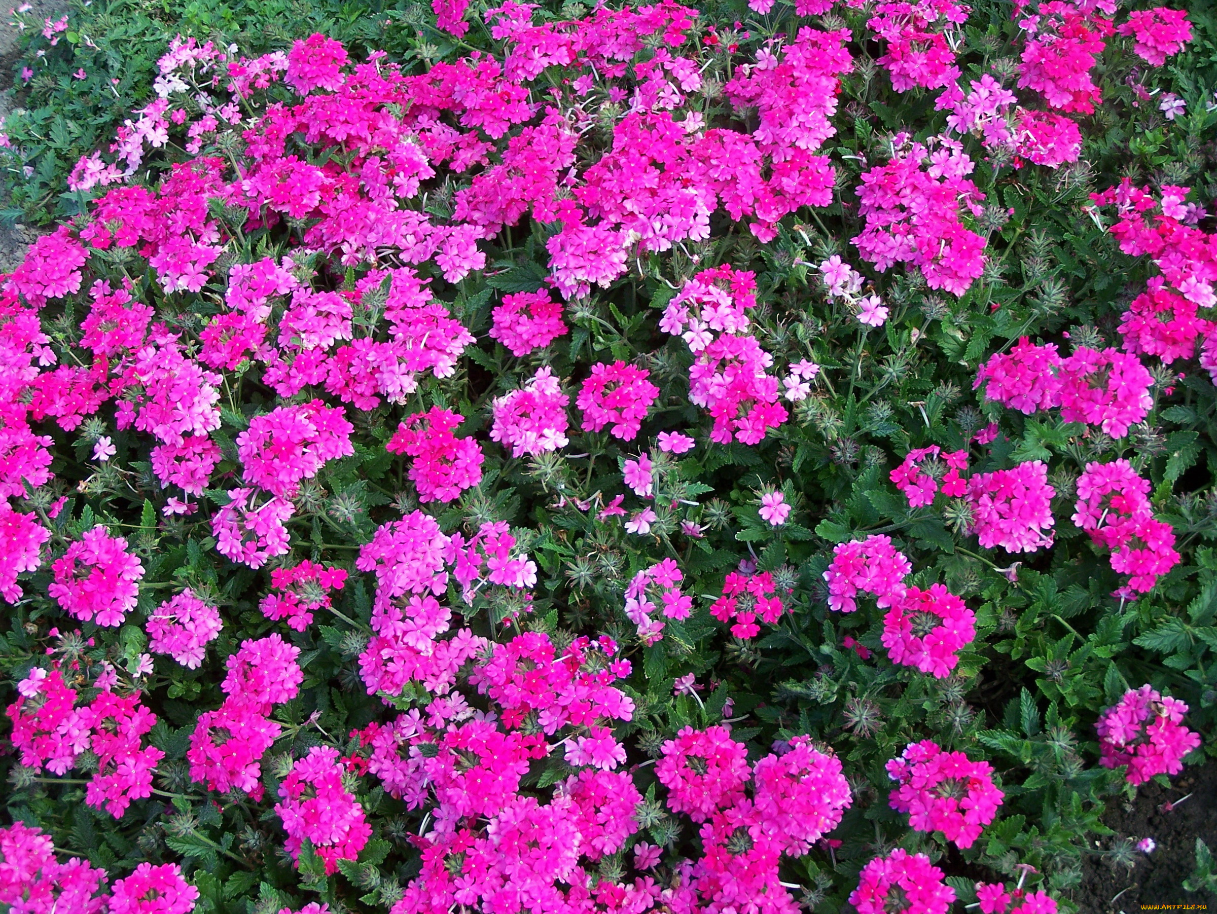 цветы, лантана, , вербена, вербена, много, розовая