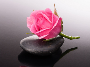 Картинка цветы розы капли бутон камни роза