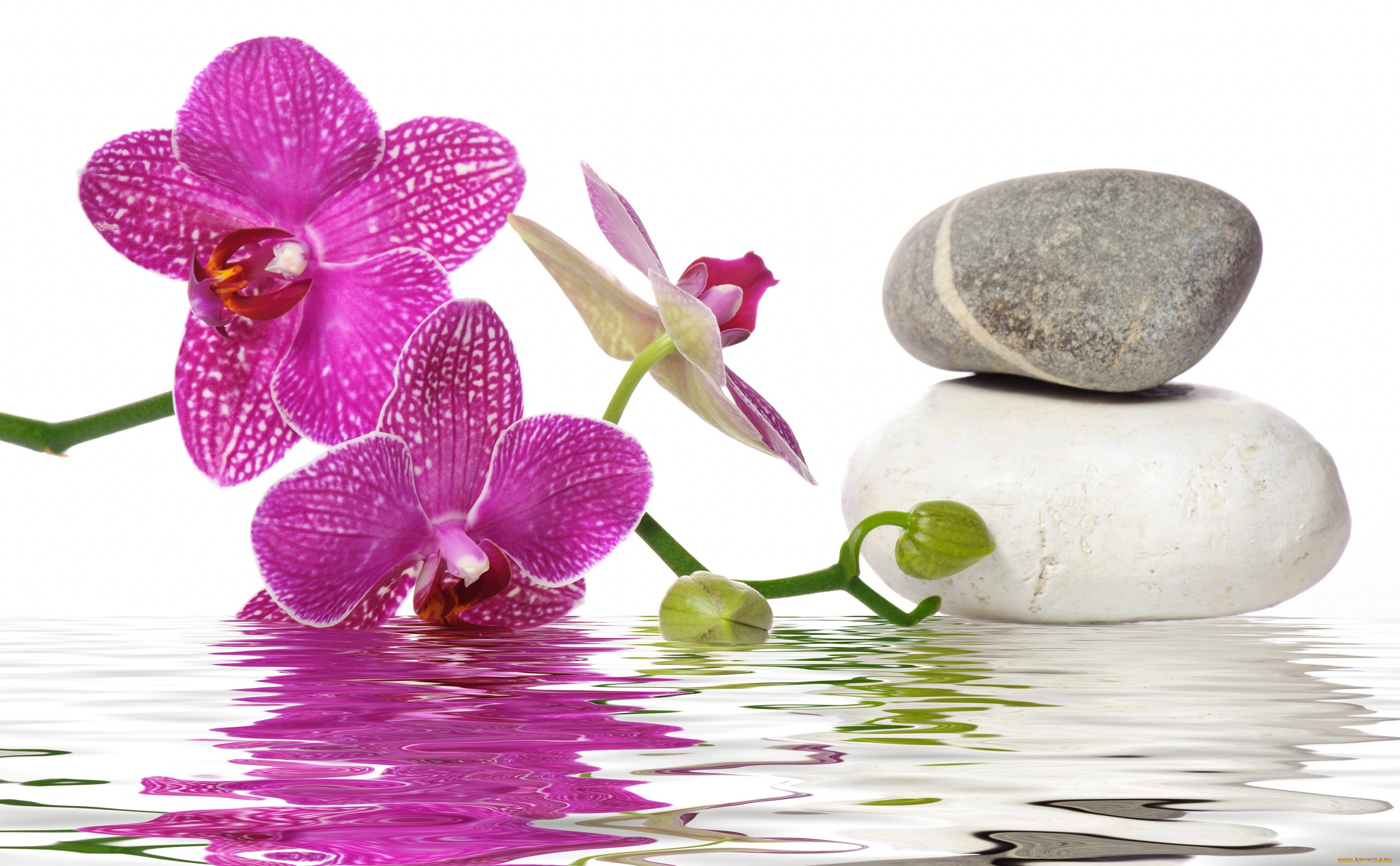 цветы, орхидеи, вода, орхидея, спа, камни