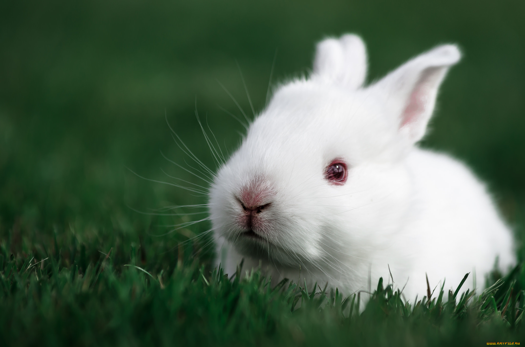 животные, кролики, , зайцы, крольчонок, кролик, белый