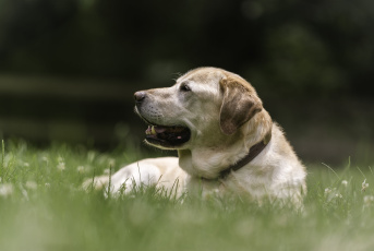 Картинка животные собаки отдых лабрадор-ретривер собака трава пёс