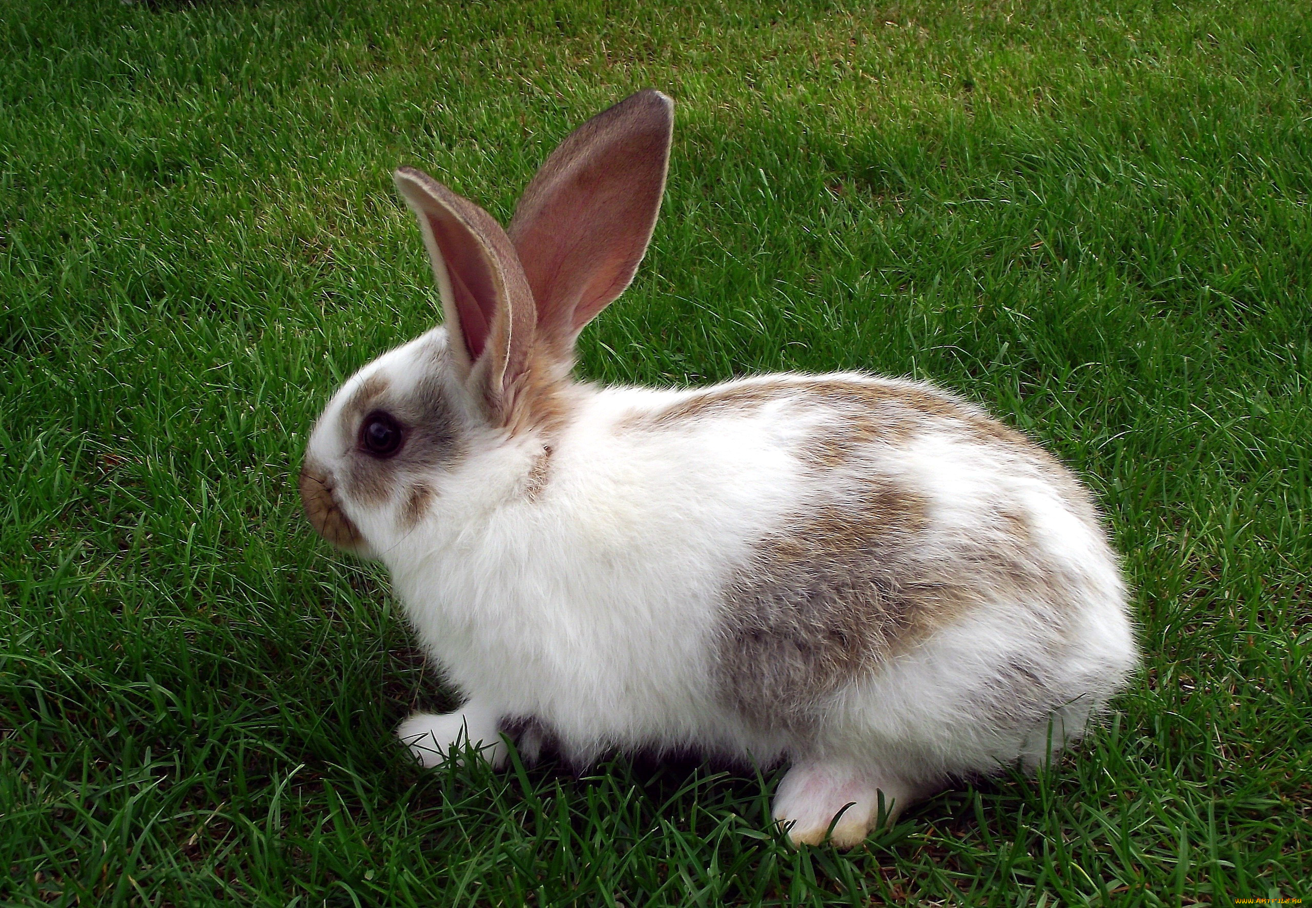 животные, кролики, , зайцы, лужайка, трава, кролик