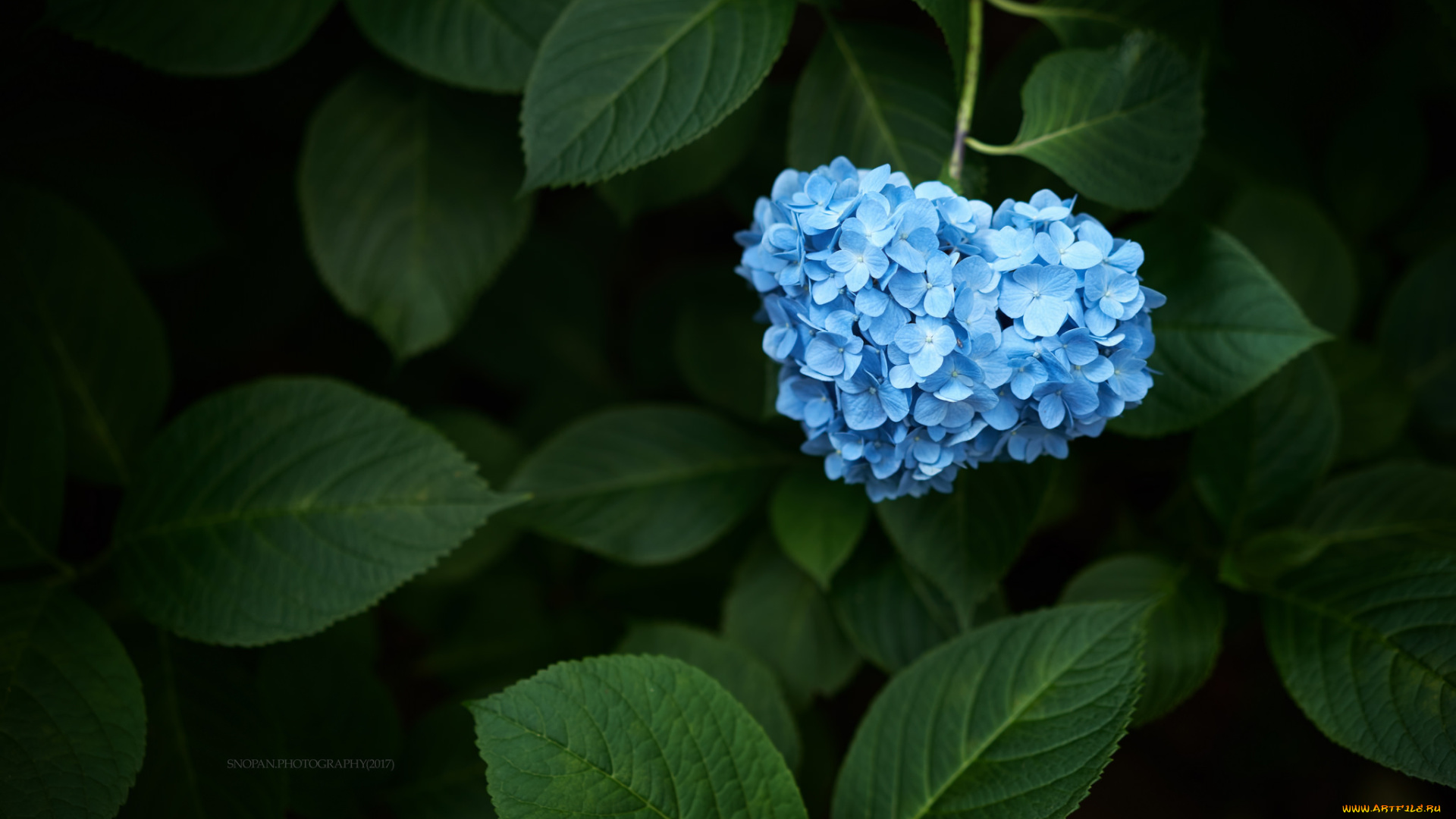 цветы, гортензия, цветение, голубая