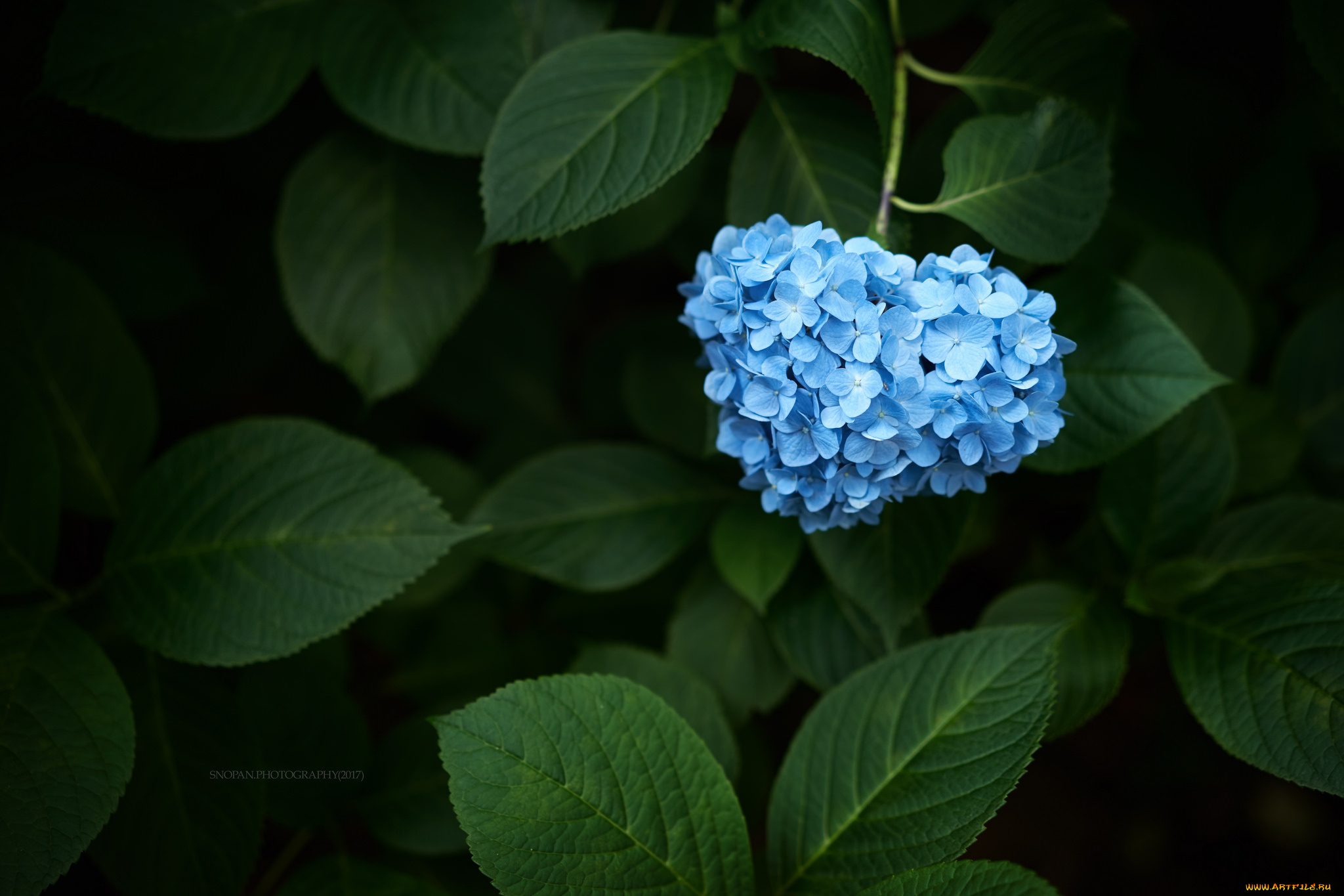цветы, гортензия, цветение, голубая