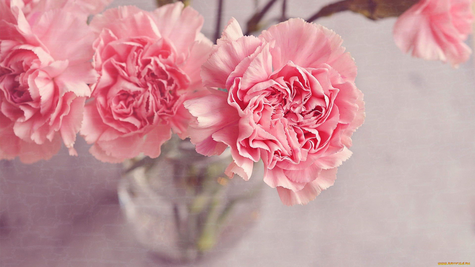 цветы, гвоздики, розовый