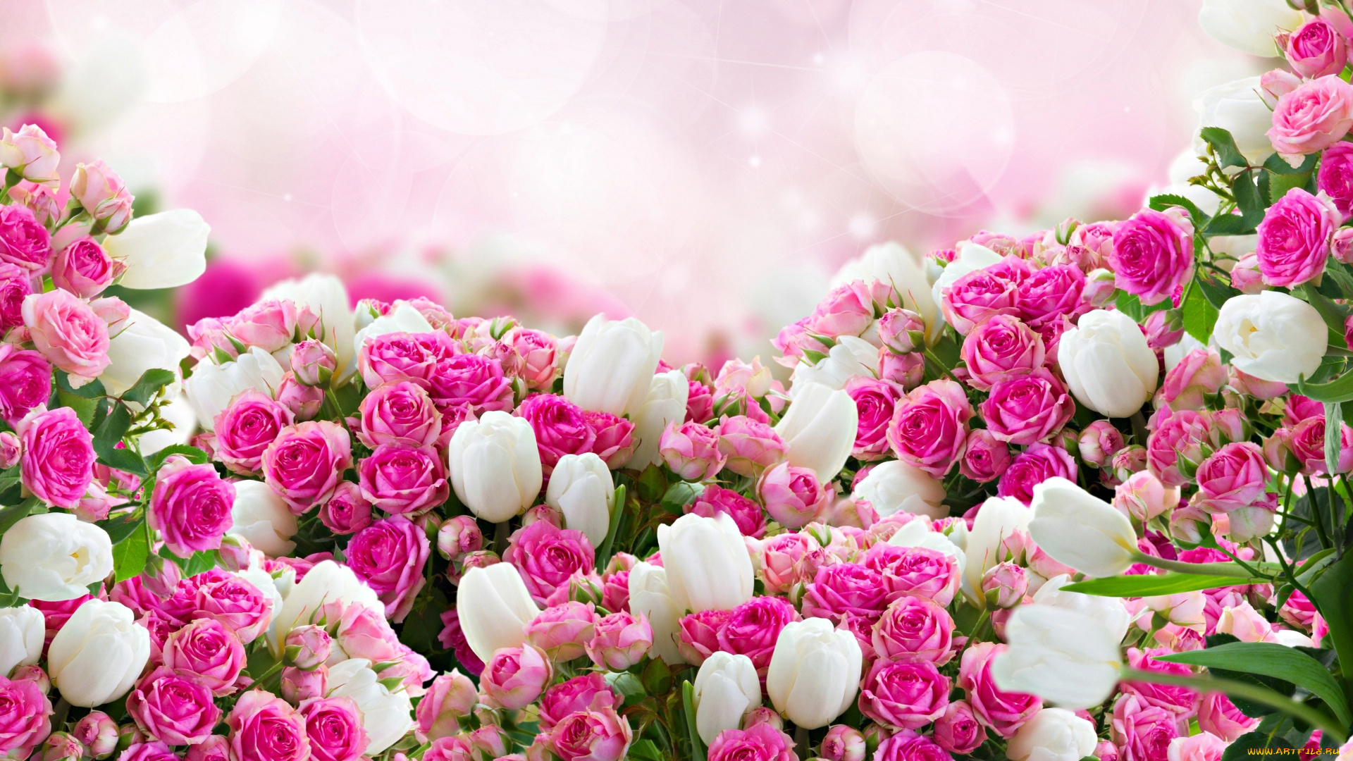 цветы, разные, вместе, белые, тюльпаны, розовые, розы