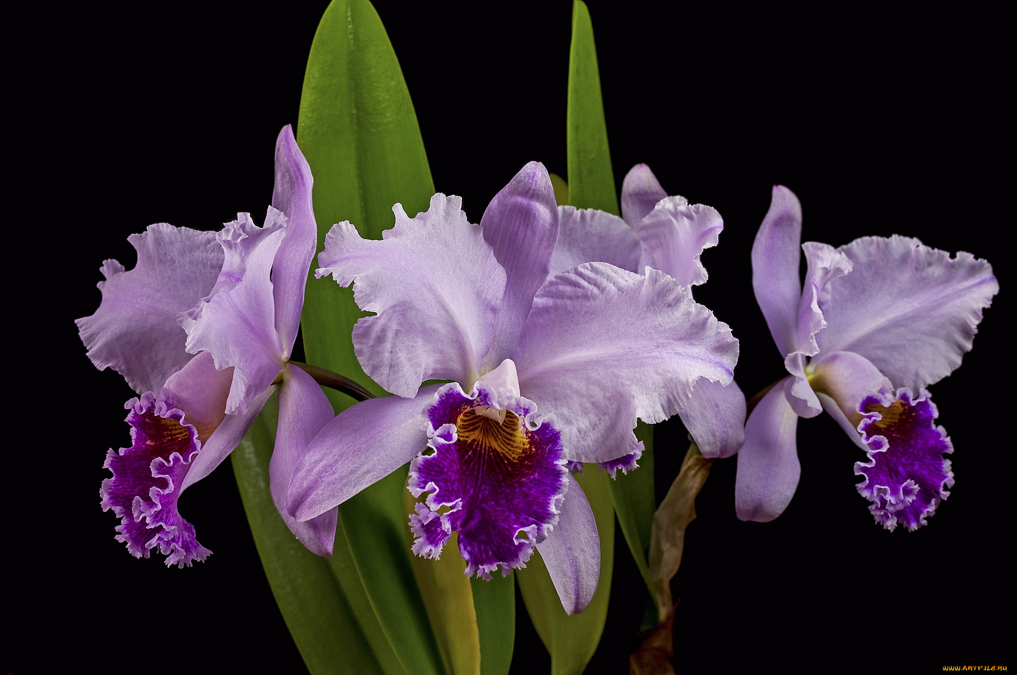 цветы, орхидеи, макро, сиреневый, орхидея