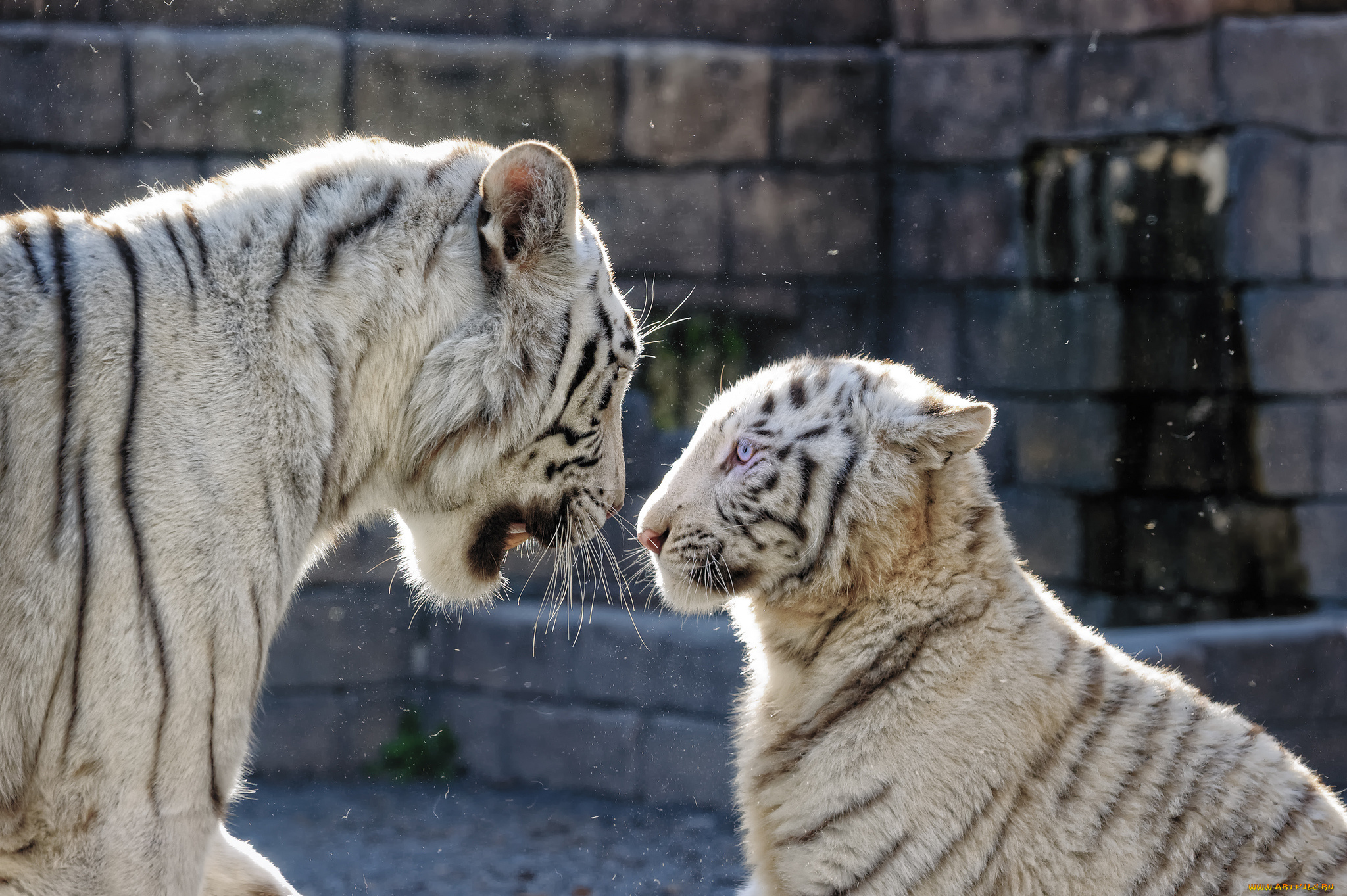животные, тигры, тигрица, профиль, голубые, глаза, пара, белый, тигр, семья, кошка, тигрёнок