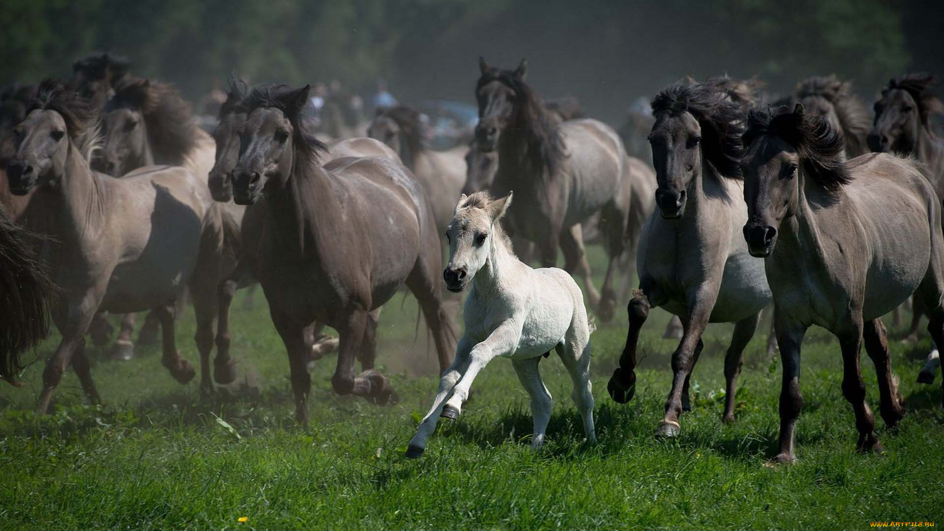 животные, лошади, трава, белый, жеребенок, перегон, табун