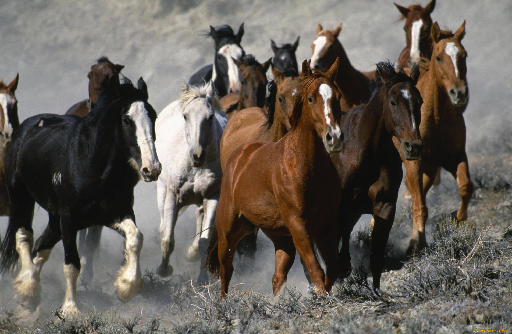 животные, лошади, перегон, трава, степь, табун