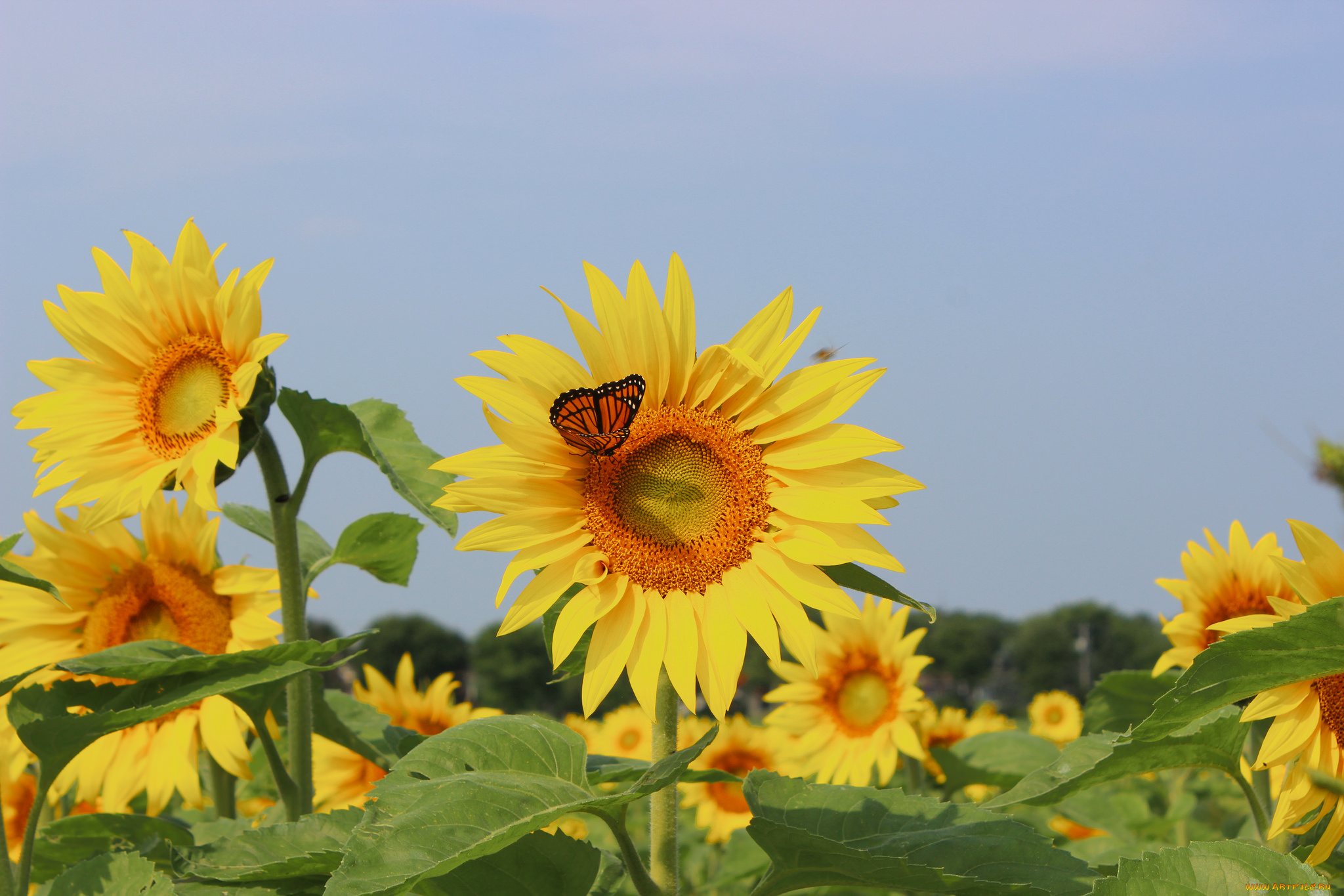 цветы, подсолнухи, field, sunflowers, butterfly, бабочка, поле