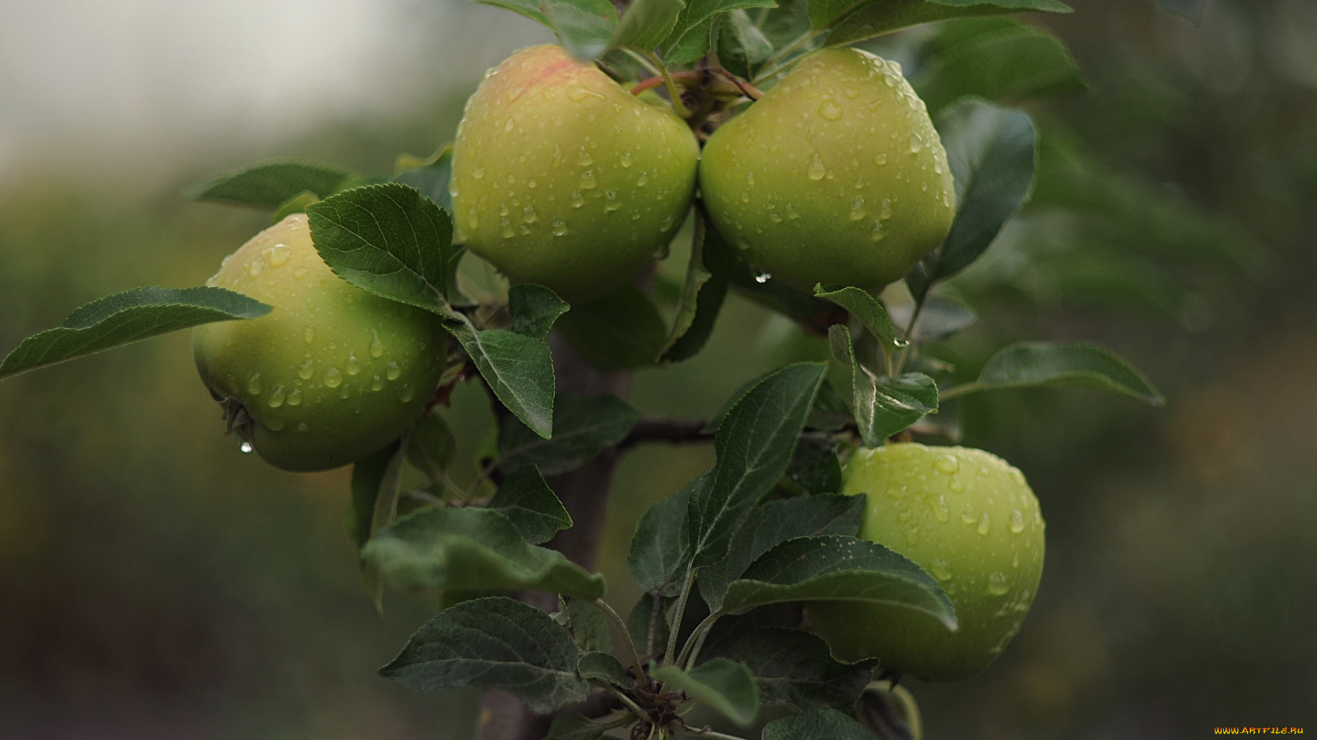 природа, плоды, яблоки, дождь, утро