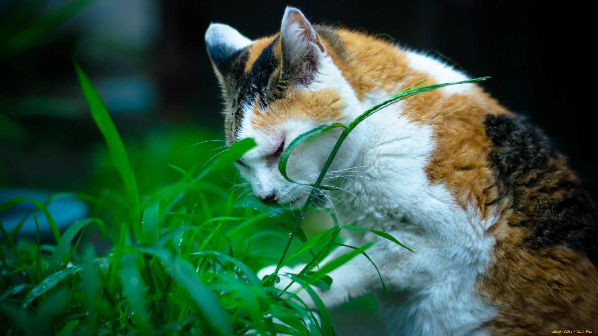 животные, коты, трава