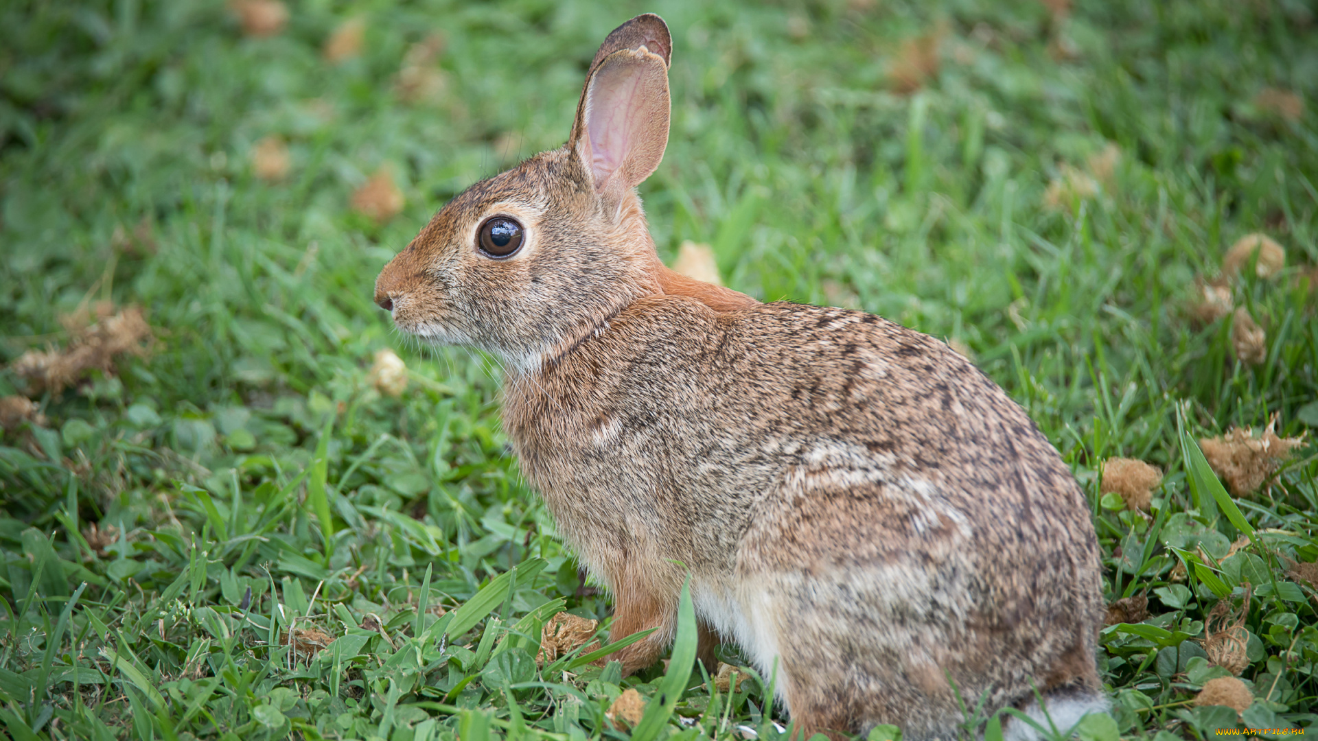 животные, кролики, , зайцы, животное, трава, ушки, природа, кролик
