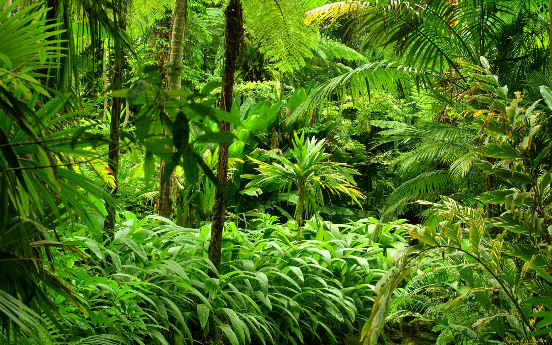 природа, тропики, jungle, кусты, деревья, лес, зелень