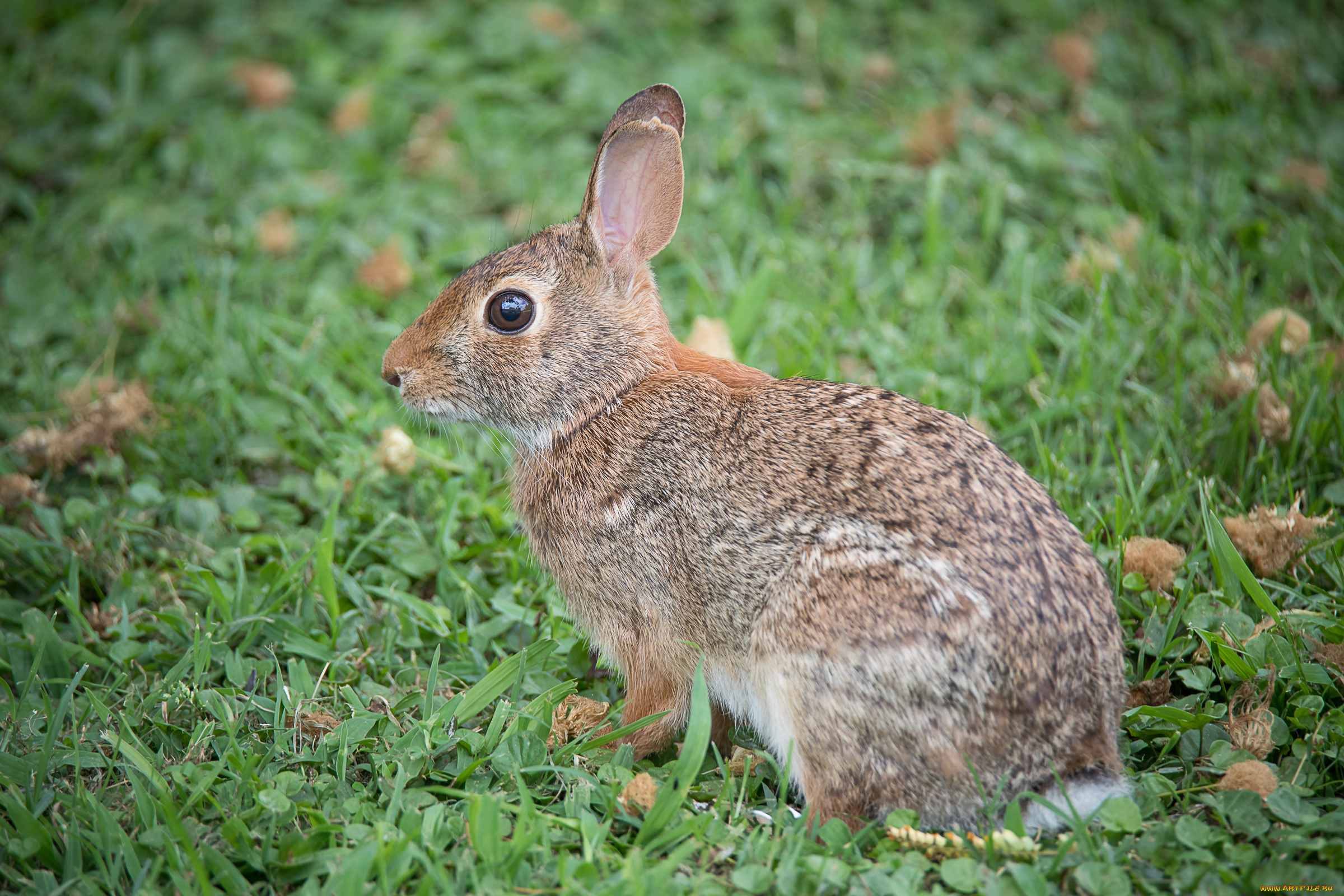 животные, кролики, , зайцы, животное, трава, ушки, природа, кролик