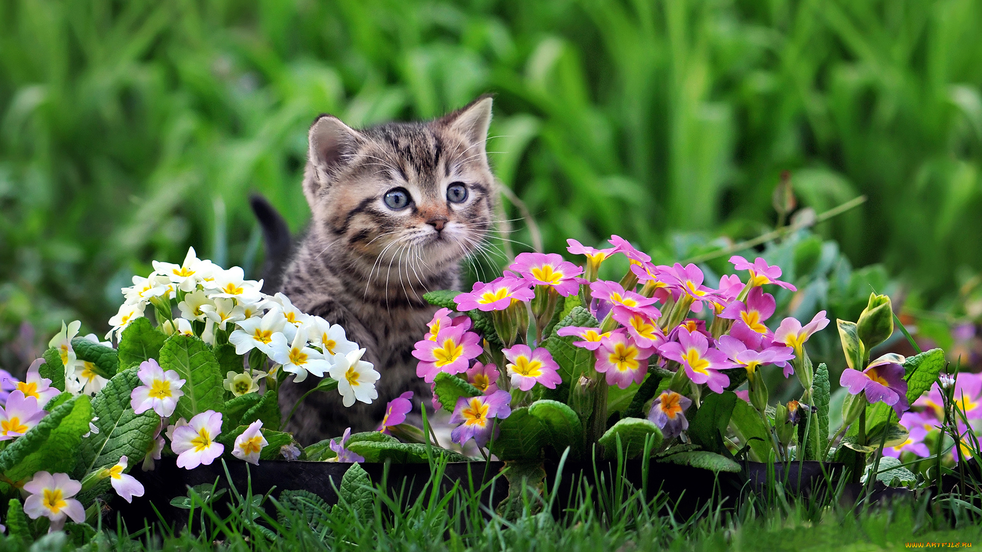 животные, коты, мордочка, котёнок, малыш, цветы, примулы