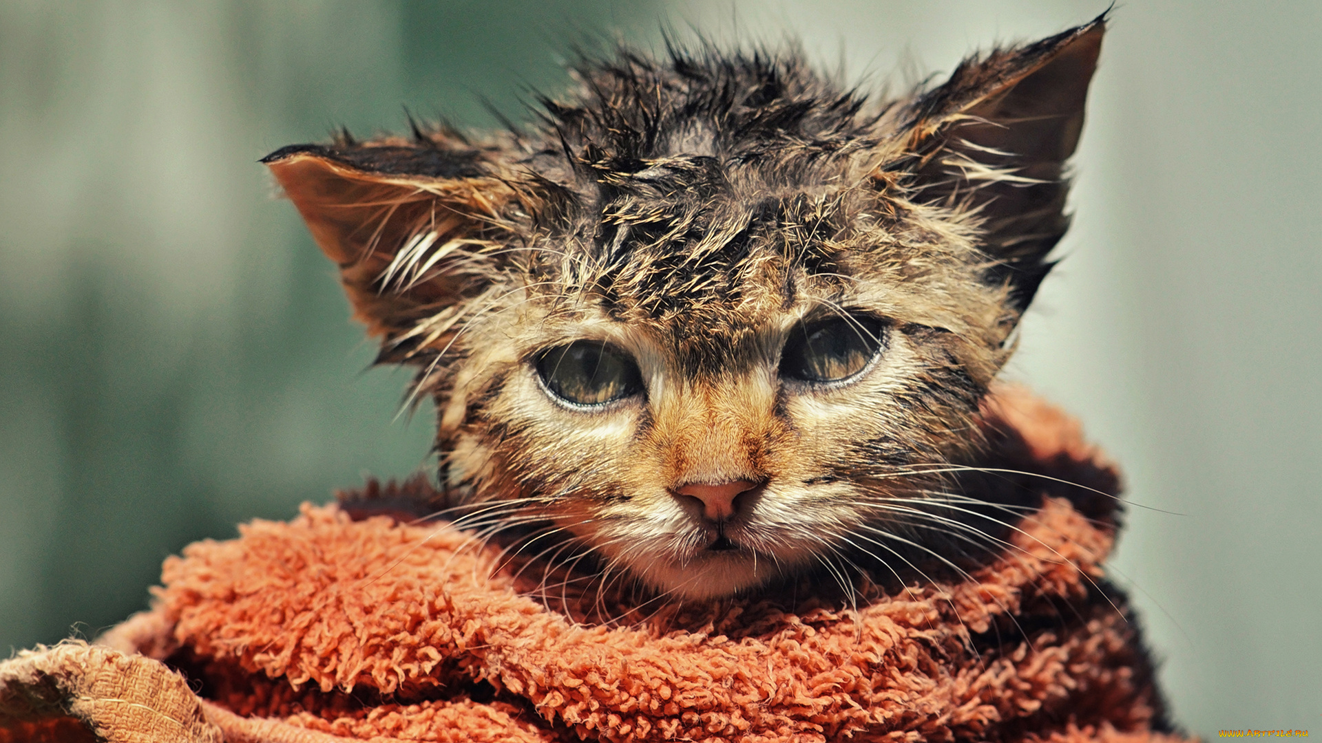 животные, коты, мордочка, котёнок, взъерошенный, мокрый, полотенце