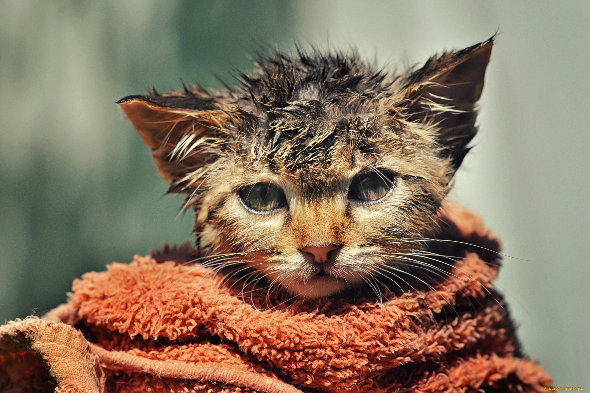 животные, коты, мордочка, котёнок, взъерошенный, мокрый, полотенце
