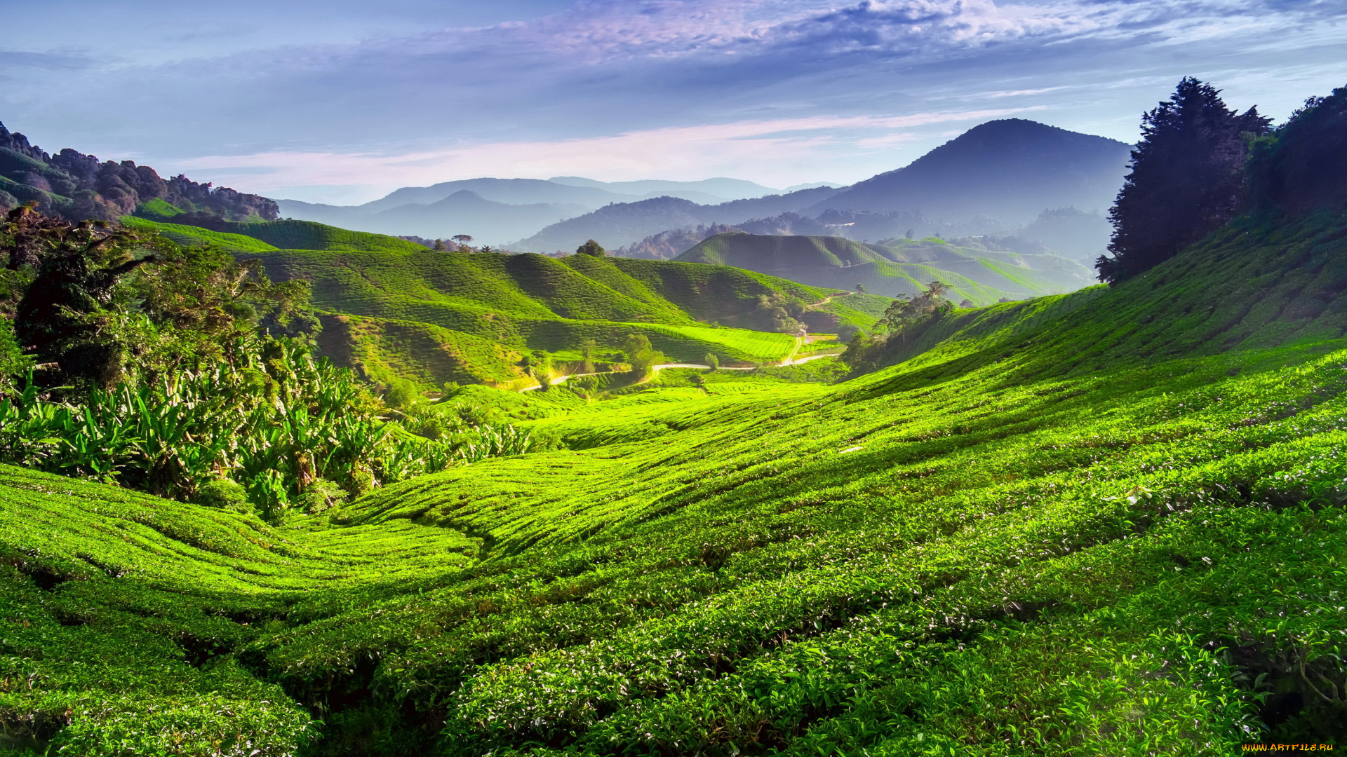 природа, поля, чай, пейзаж, плантация