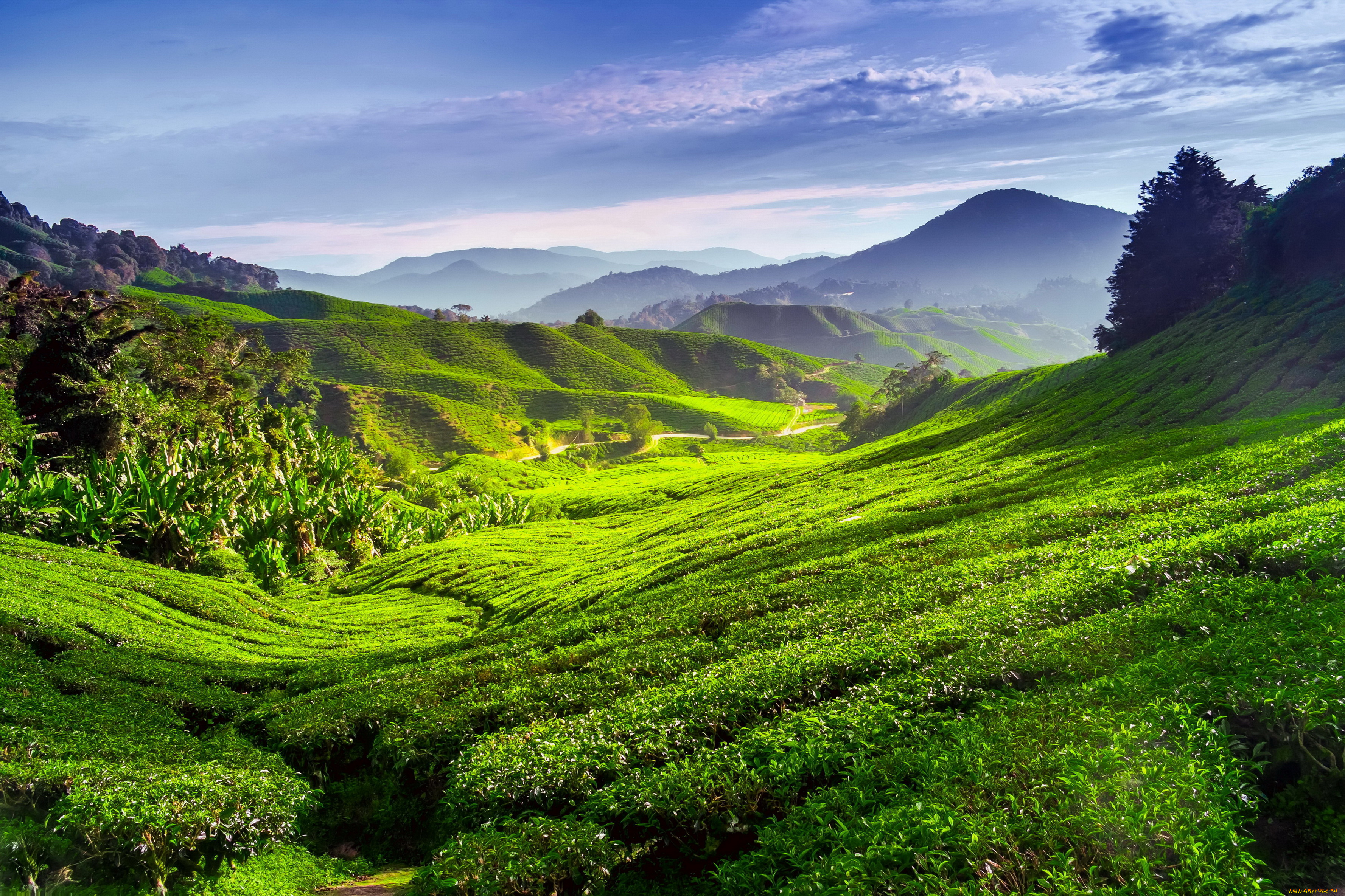 природа, поля, чай, пейзаж, плантация