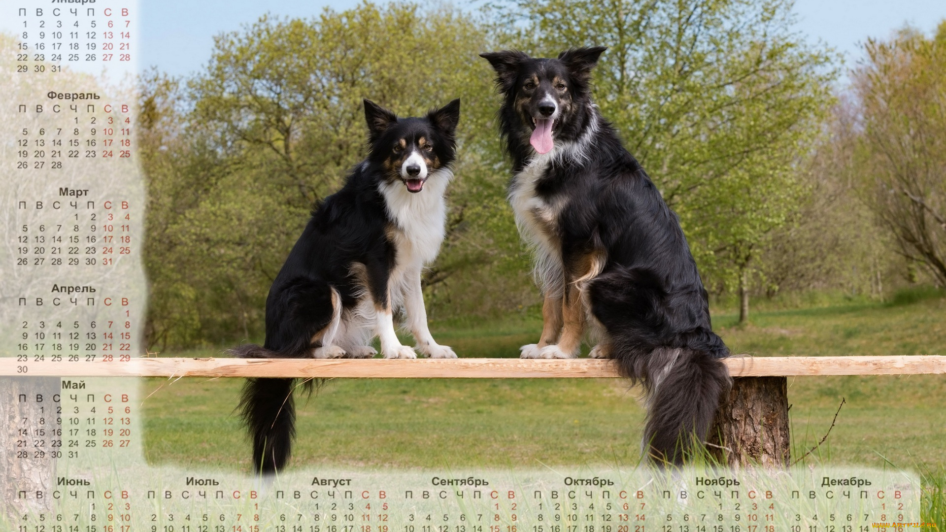 календари, животные, растения, скамейка, двое, собака