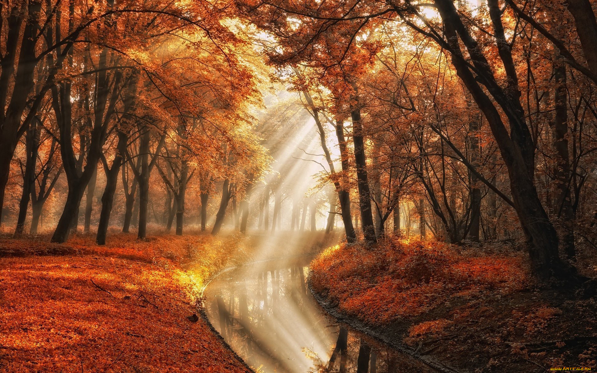 природа, парк, листья, листопад, осень, деревья, водоем