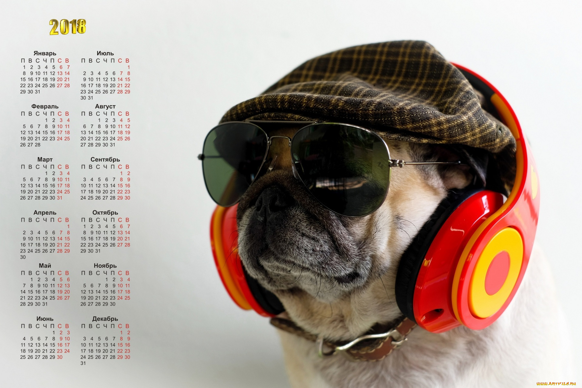 календари, животные, очки, морда, собака, наушники, кепка