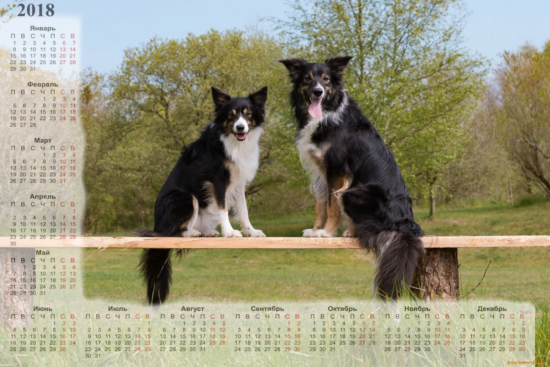 календари, животные, растения, скамейка, двое, собака