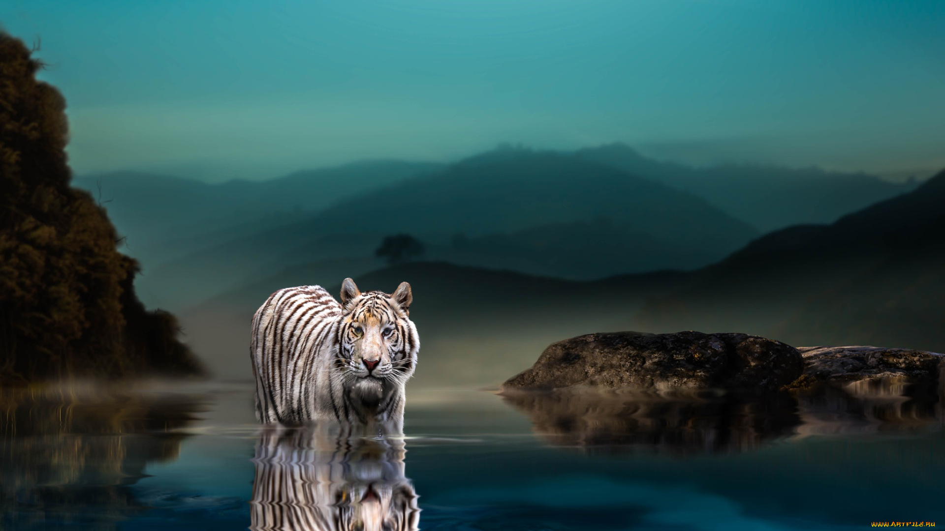 животные, тигры, вечер, животное, хищник, камни, тигр, природа, thai, phung, водоём
