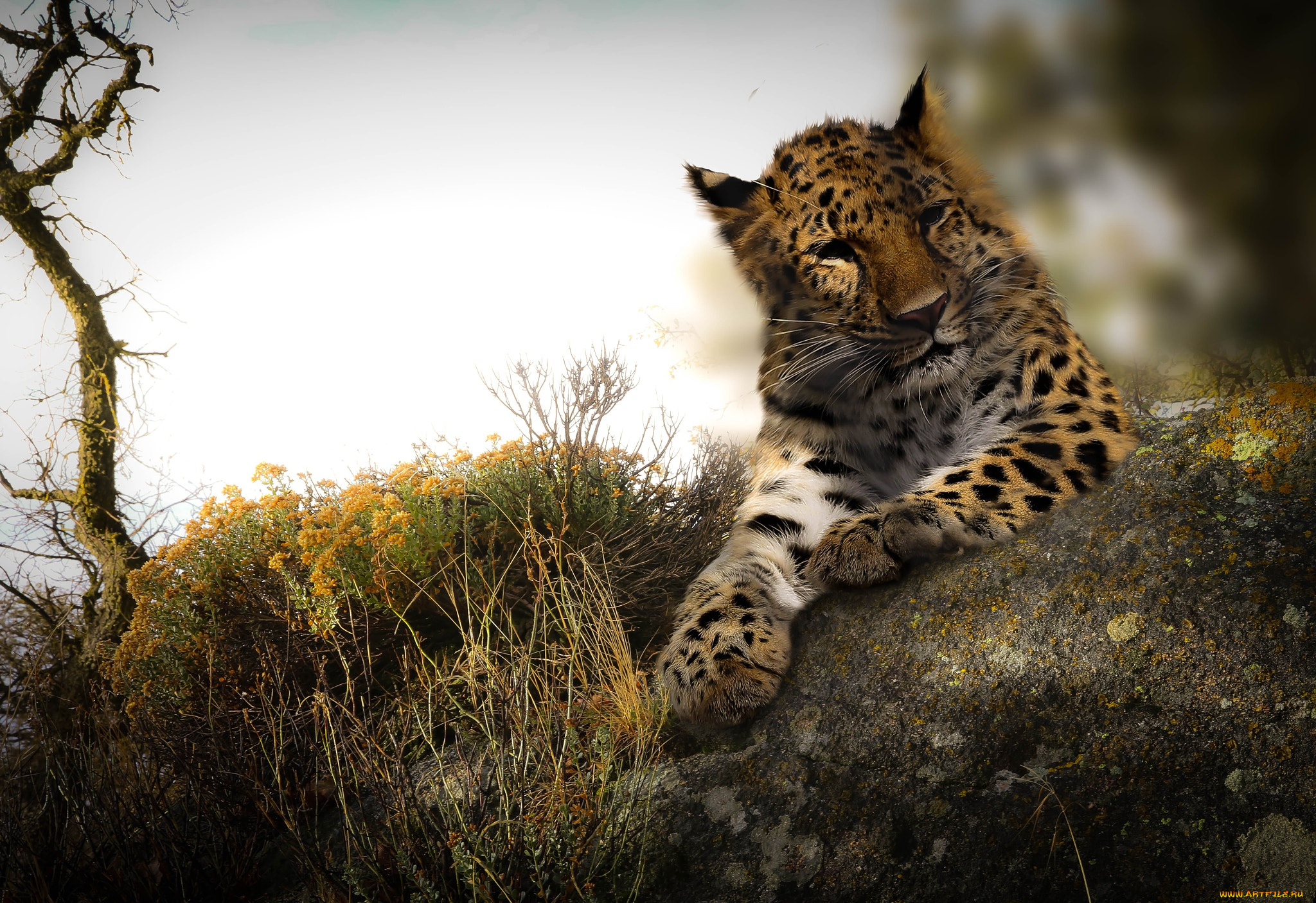 леопард, животные, леопарды, wallhaven, дикая, природа, большие, кошки