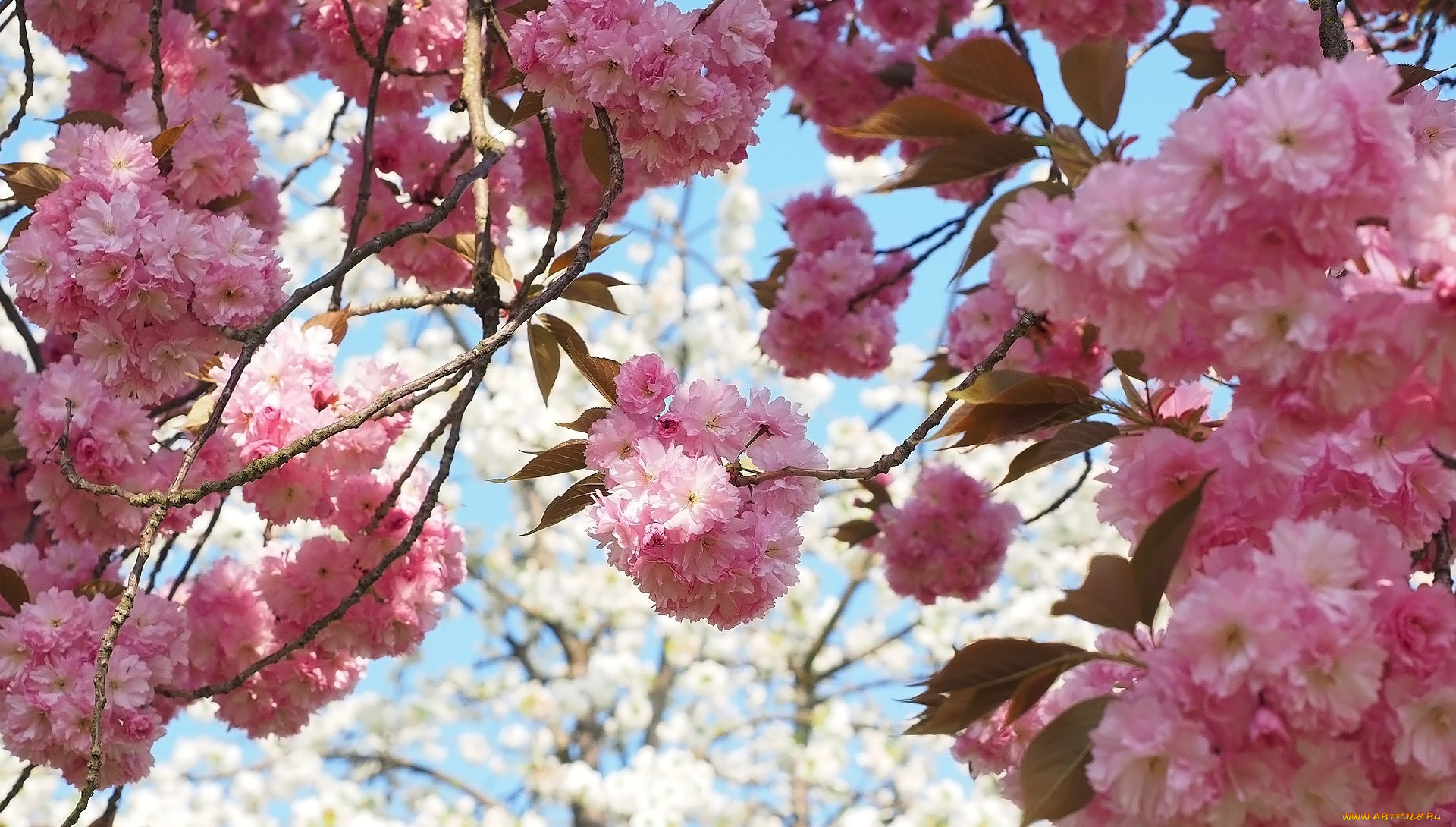 цветы, сакура, , вишня, цветущая, весна